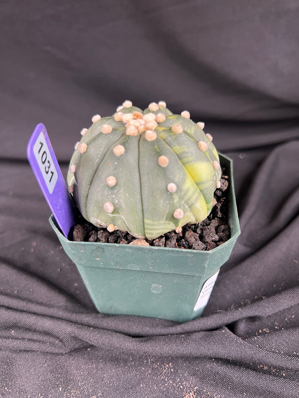 Astrophytum Asterias Variegated cactus - 1031