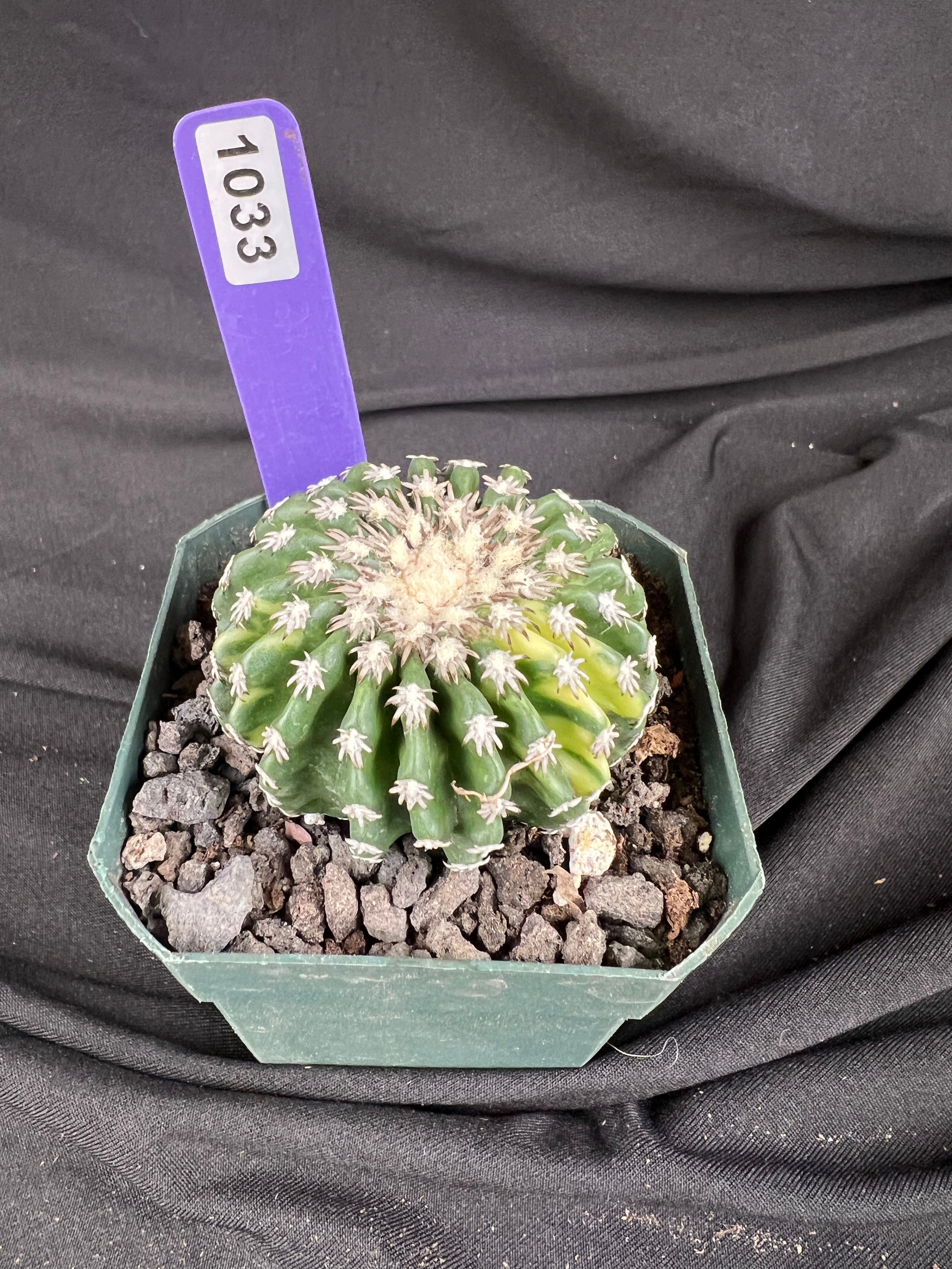 Discocactus Horstii f. Variegated cactus - 1033