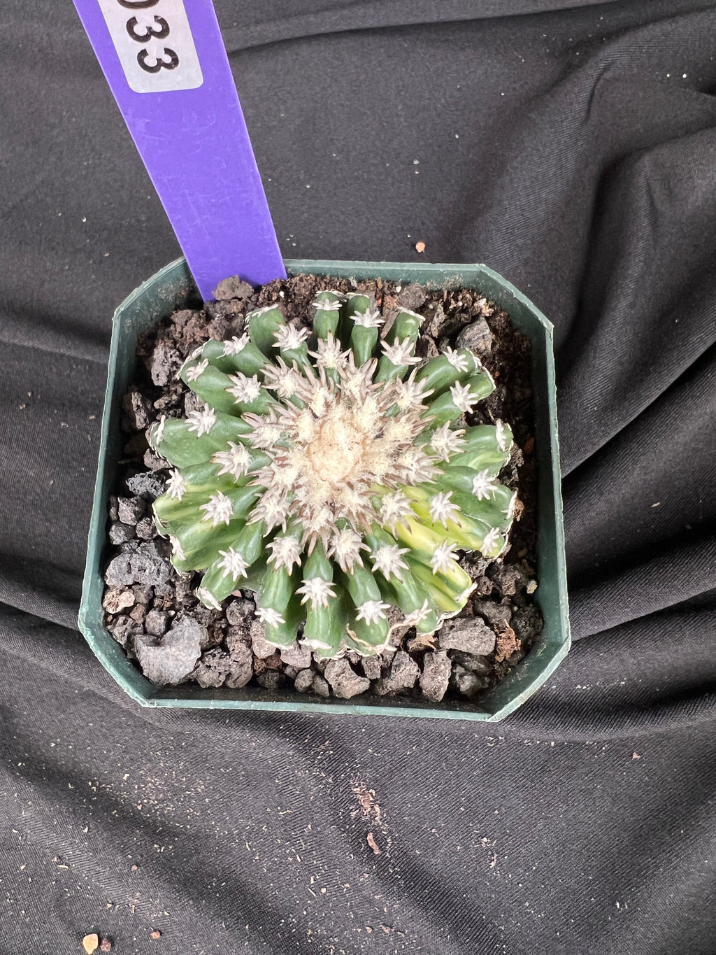 Discocactus Horstii f. Variegated cactus - 1033