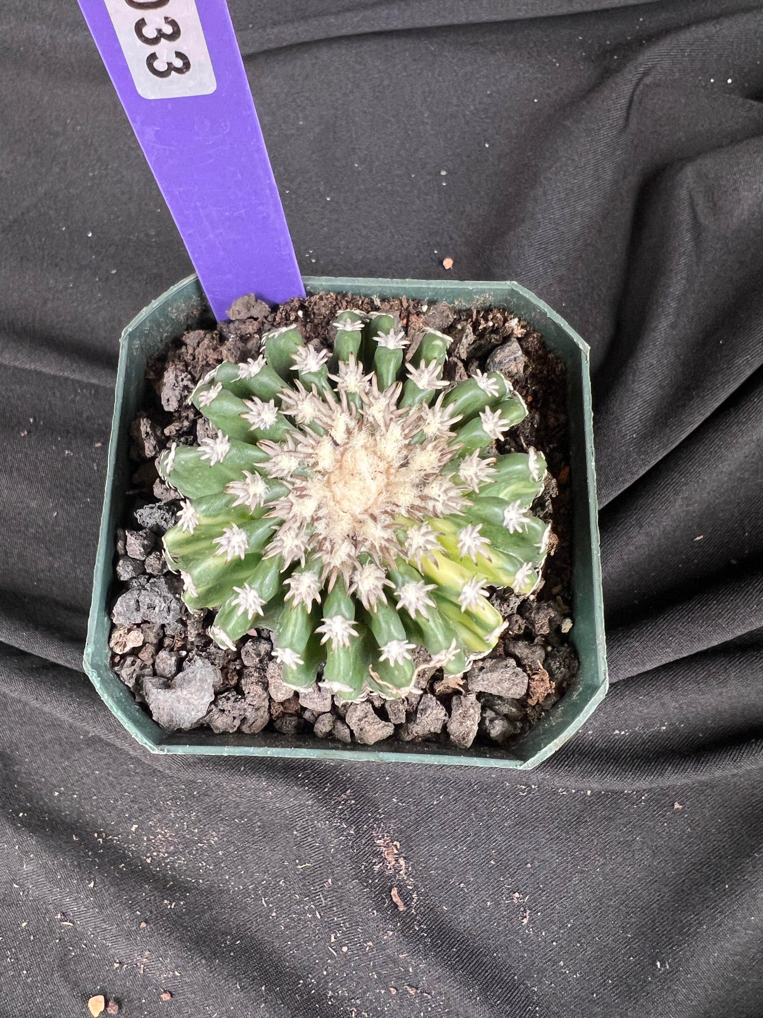 Discocactus Horstii f. Variegated cactus - 1033