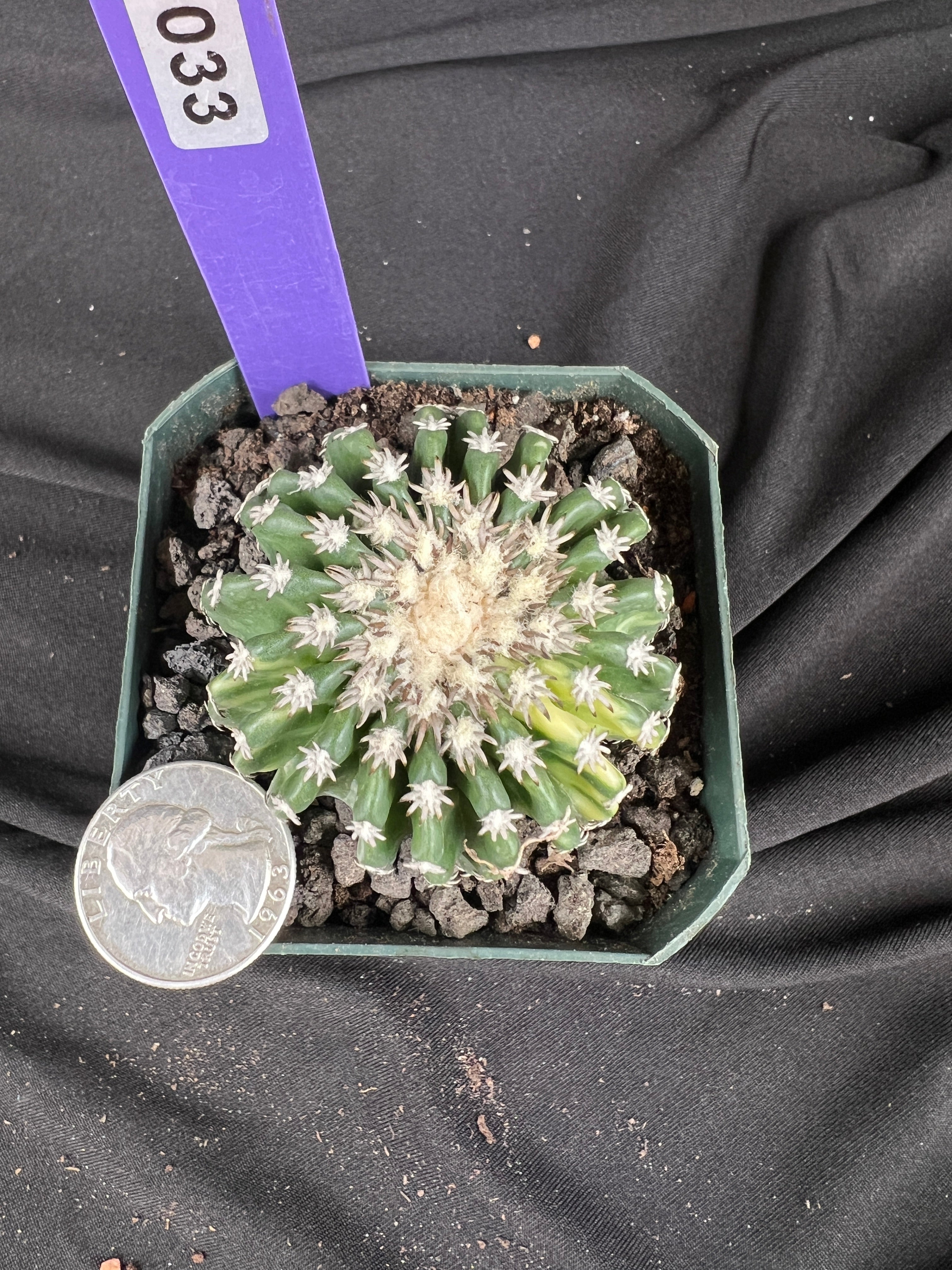 Discocactus Horstii f. Variegated cactus - 1033
