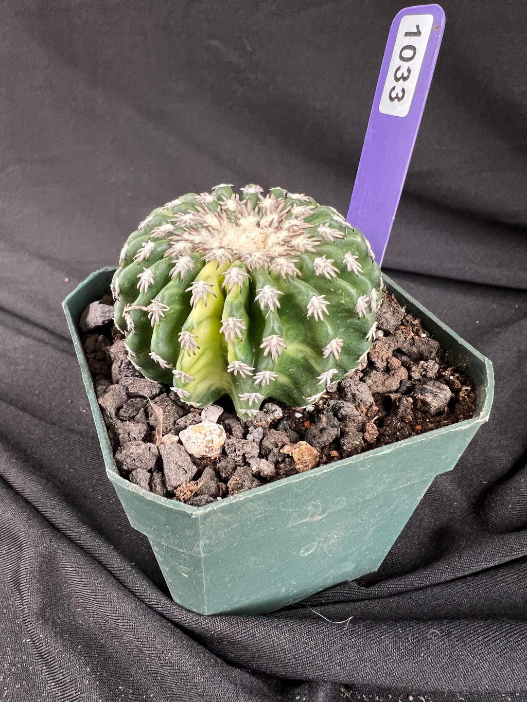 Discocactus Horstii f. Variegated cactus - 1033