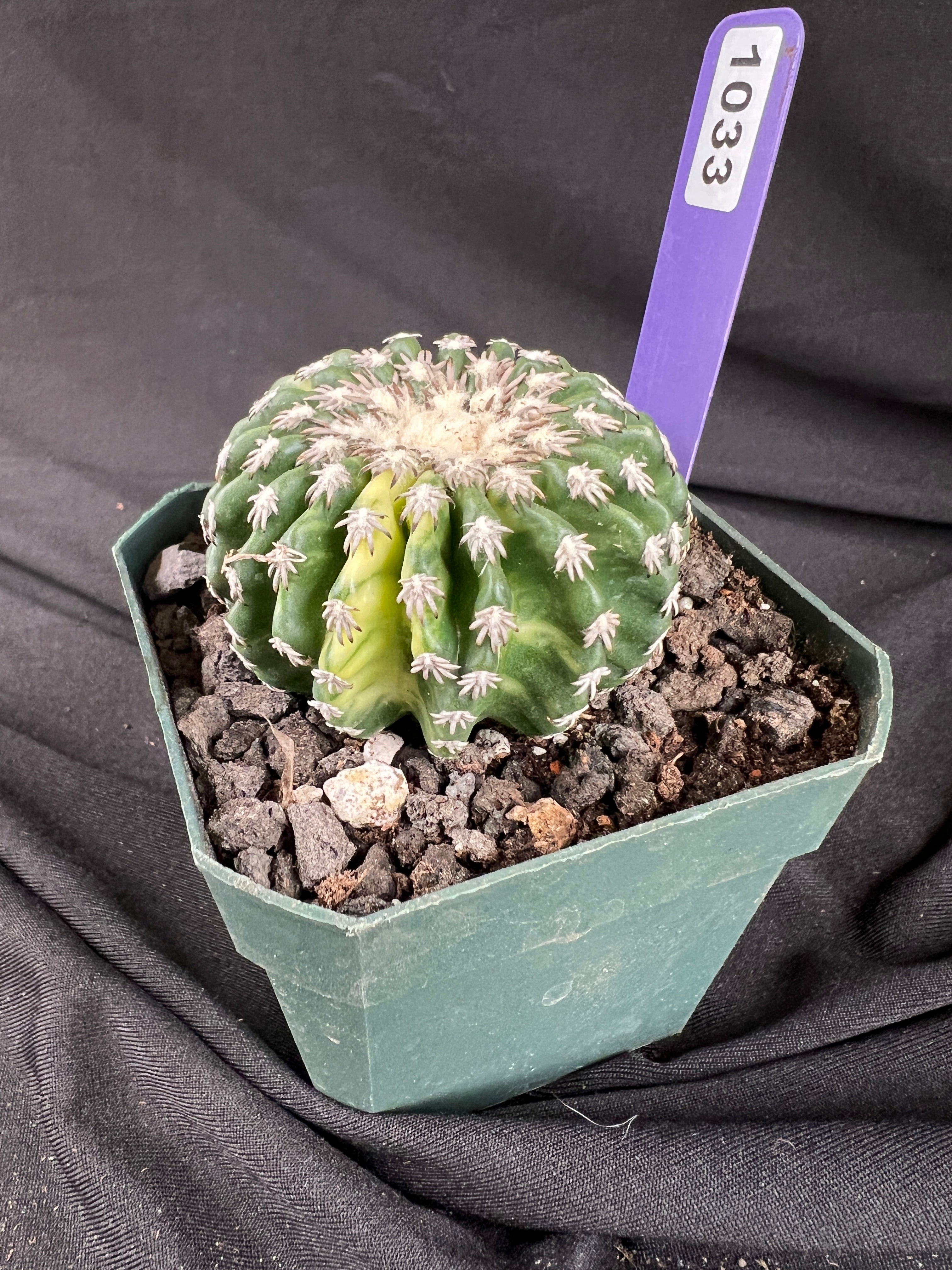 Discocactus Horstii f. Variegated cactus - 1033