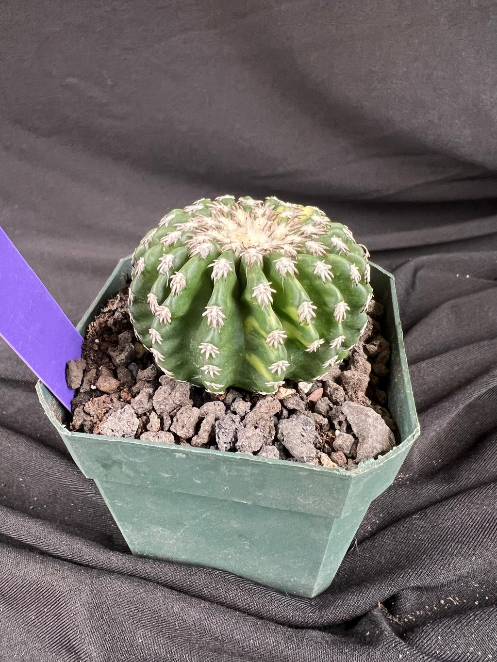 Discocactus Horstii f. Variegated cactus - 1033