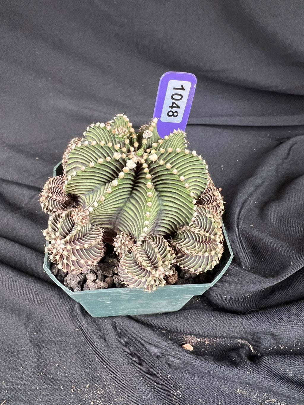 Gymnocalycium Friedrichii cv. '9R001' - 1048