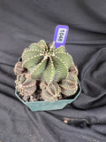 Gymnocalycium Friedrichii cv. '9R001' - 1048