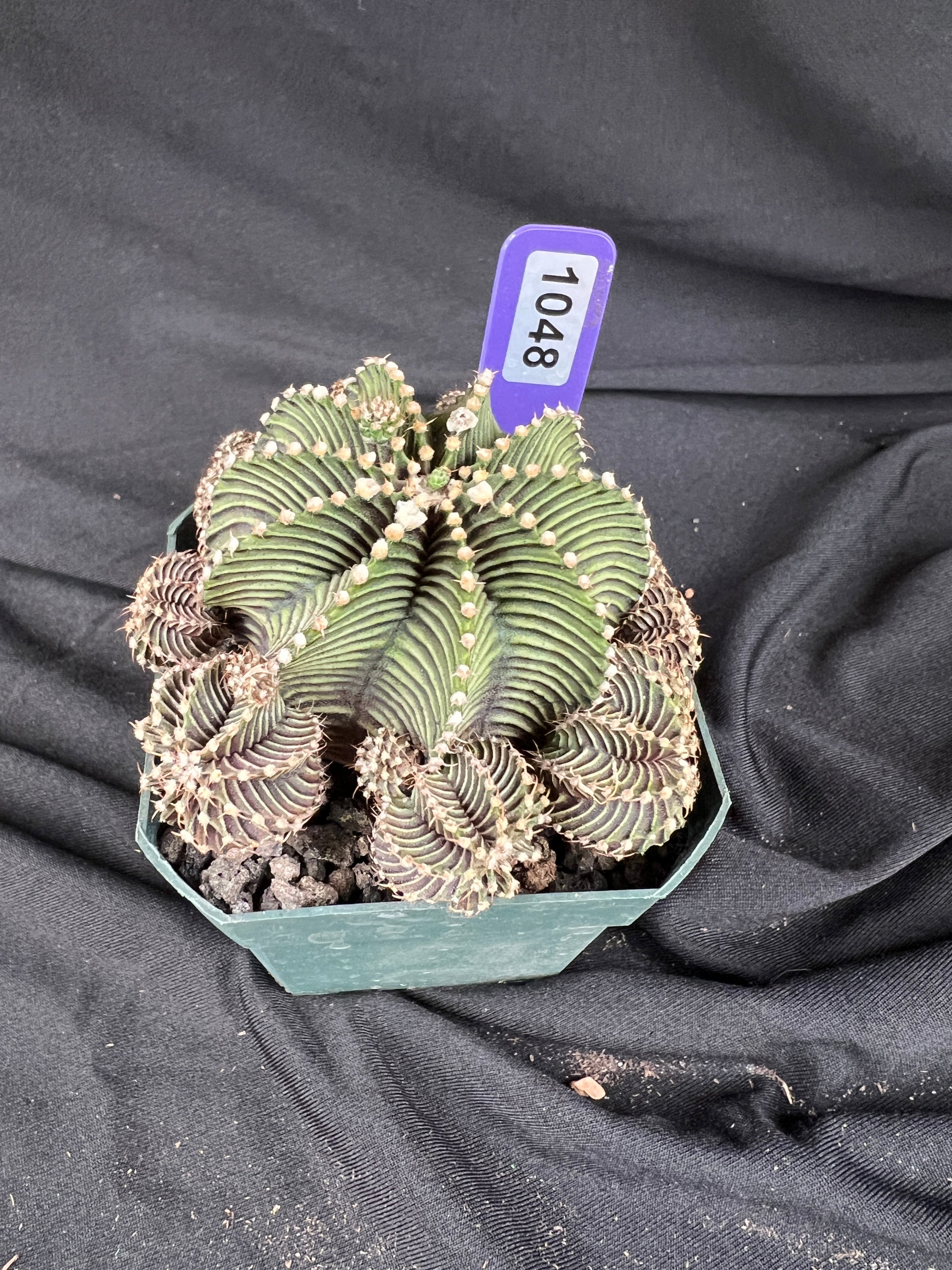 Gymnocalycium Friedrichii cv. '9R001' - 1048