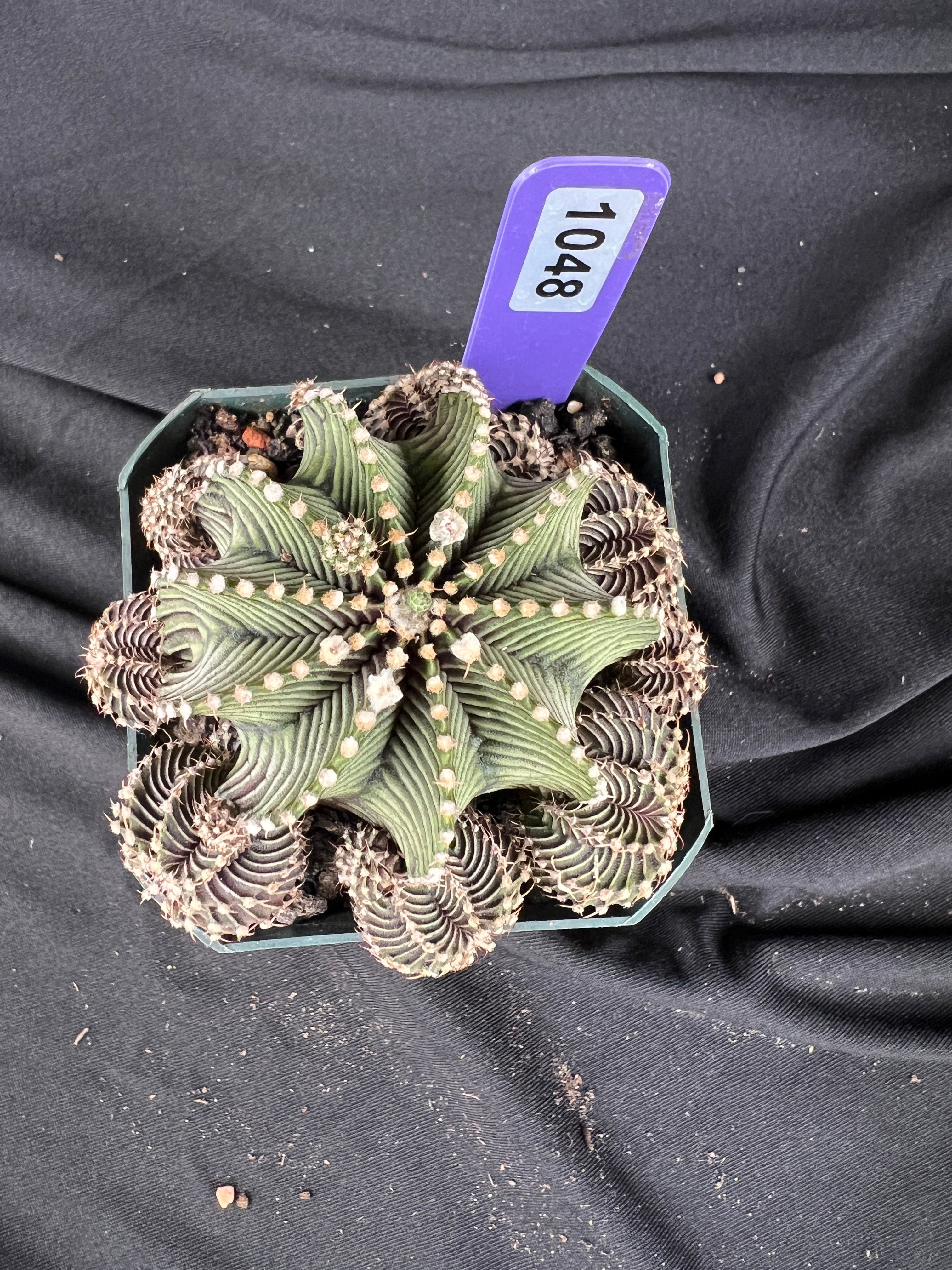 Gymnocalycium Friedrichii cv. '9R001' - 1048