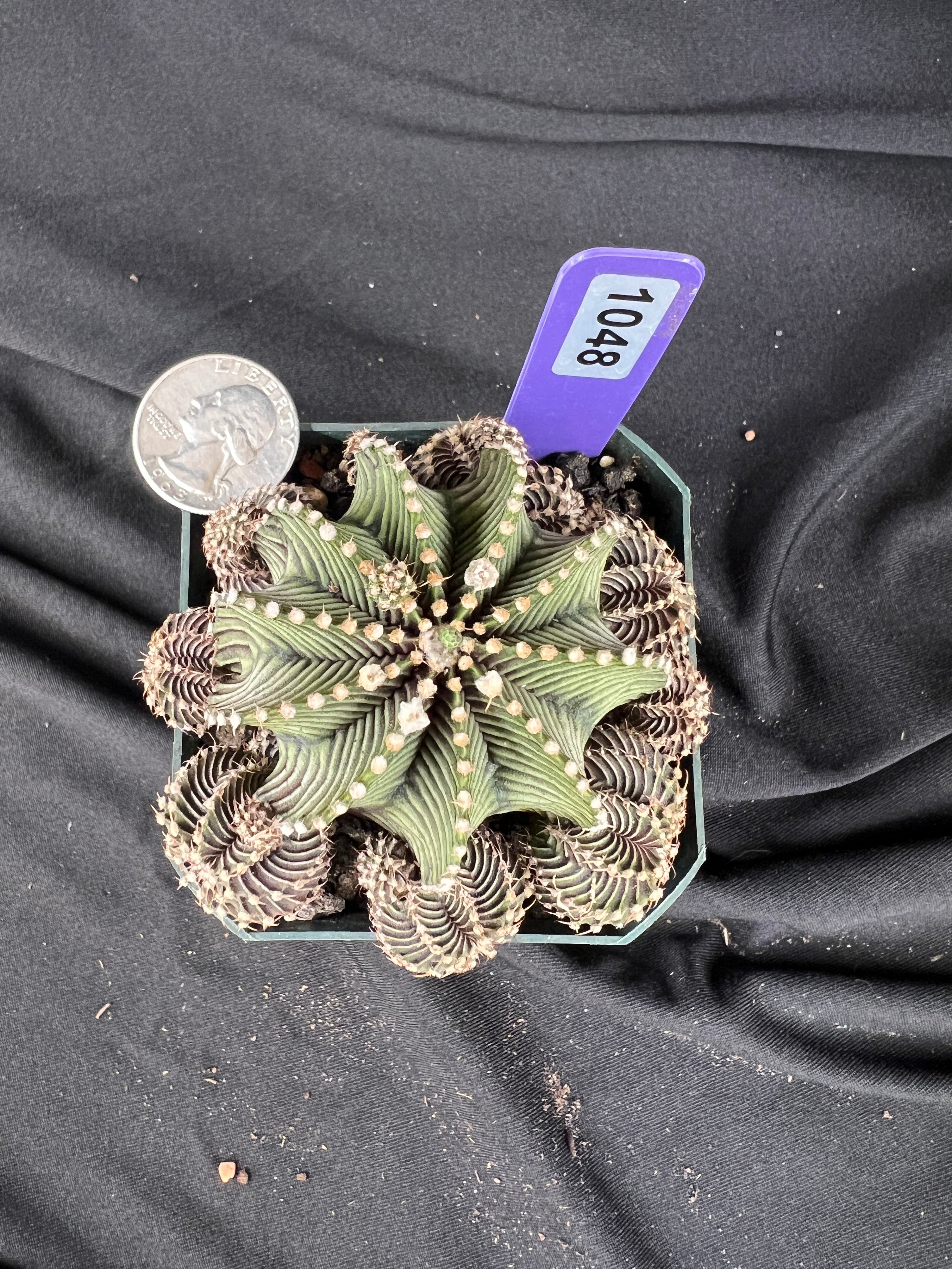 Gymnocalycium Friedrichii cv. '9R001' - 1048