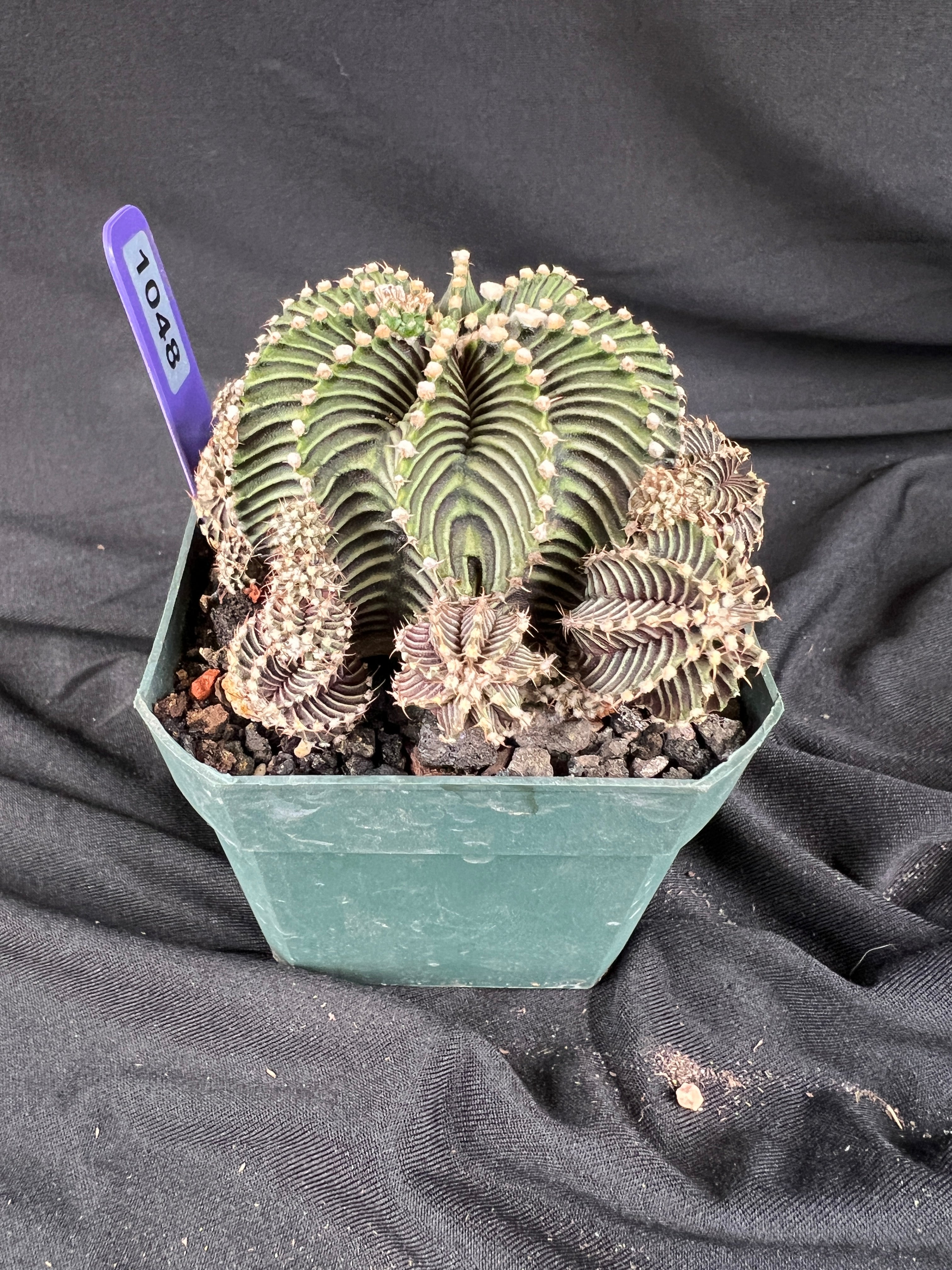 Gymnocalycium Friedrichii cv. '9R001' - 1048