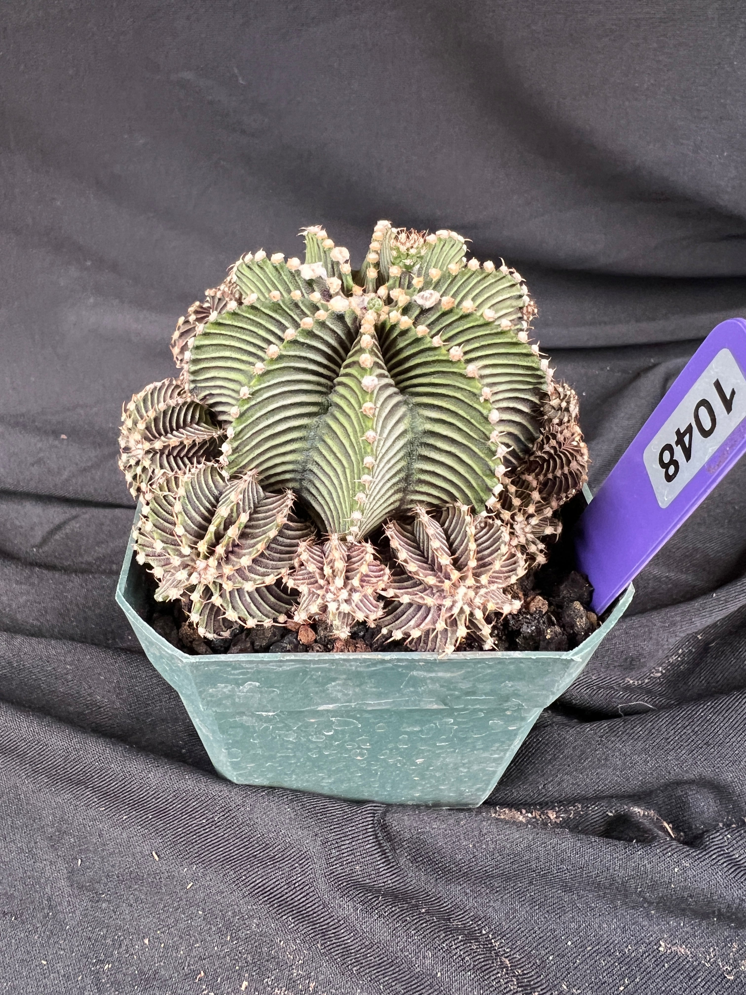 Gymnocalycium Friedrichii cv. '9R001' - 1048