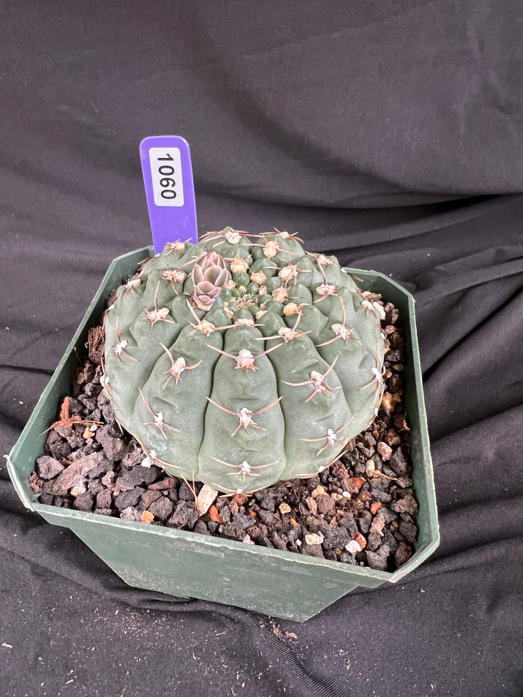Gymnocalycium Ochoterenae Cactus - 1060