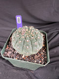 Gymnocalycium Ochoterenae Cactus - 1060