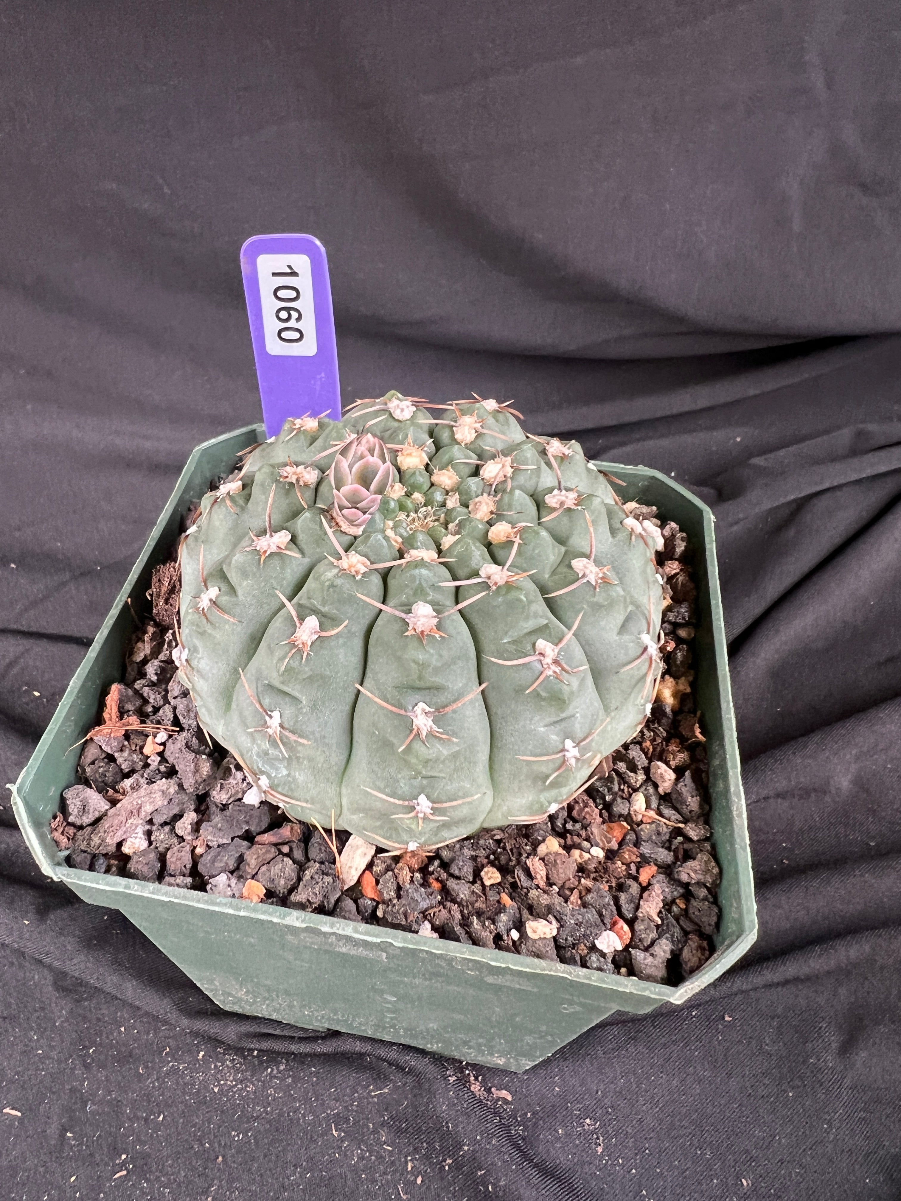 Gymnocalycium Ochoterenae Cactus - 1060