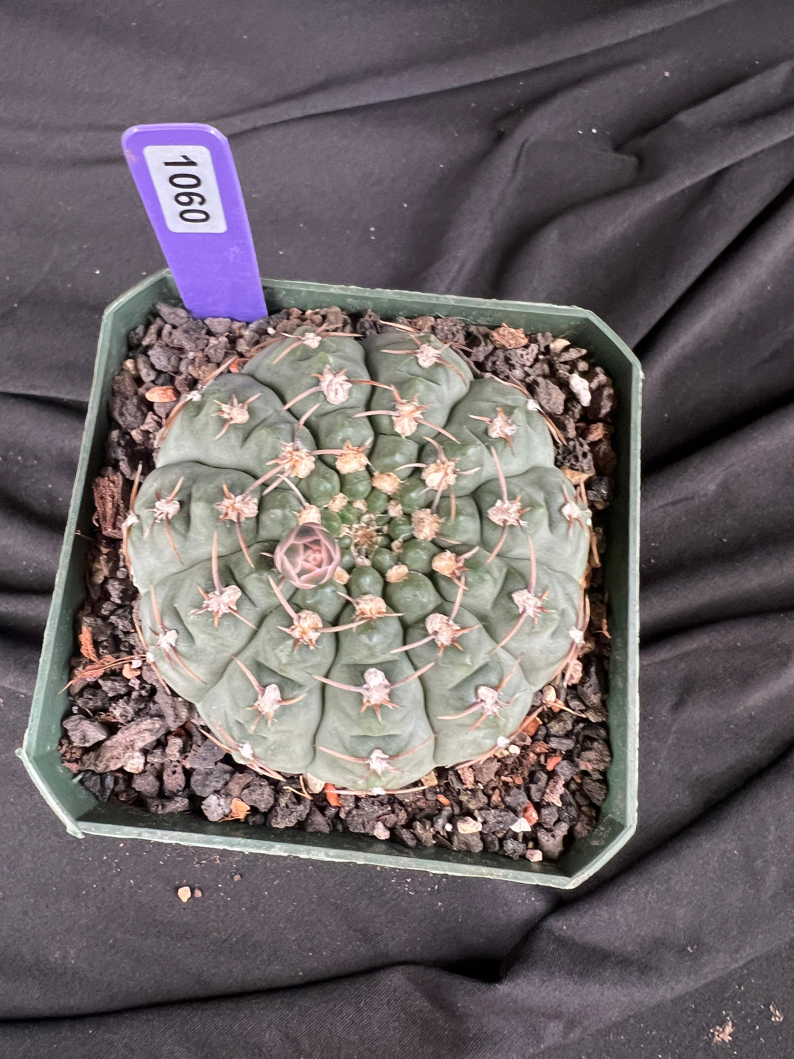Gymnocalycium Ochoterenae Cactus - 1060