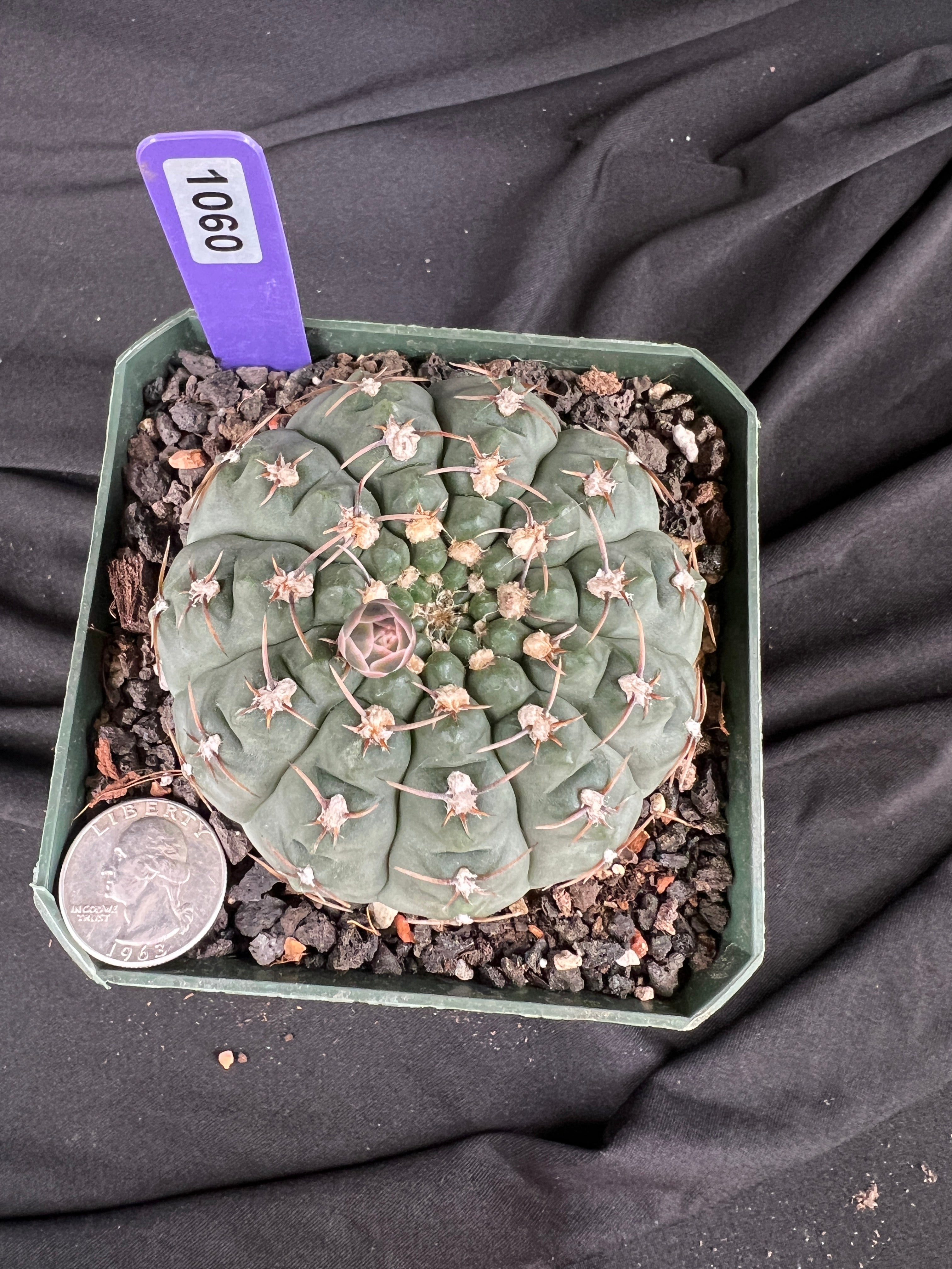 Gymnocalycium Ochoterenae Cactus - 1060