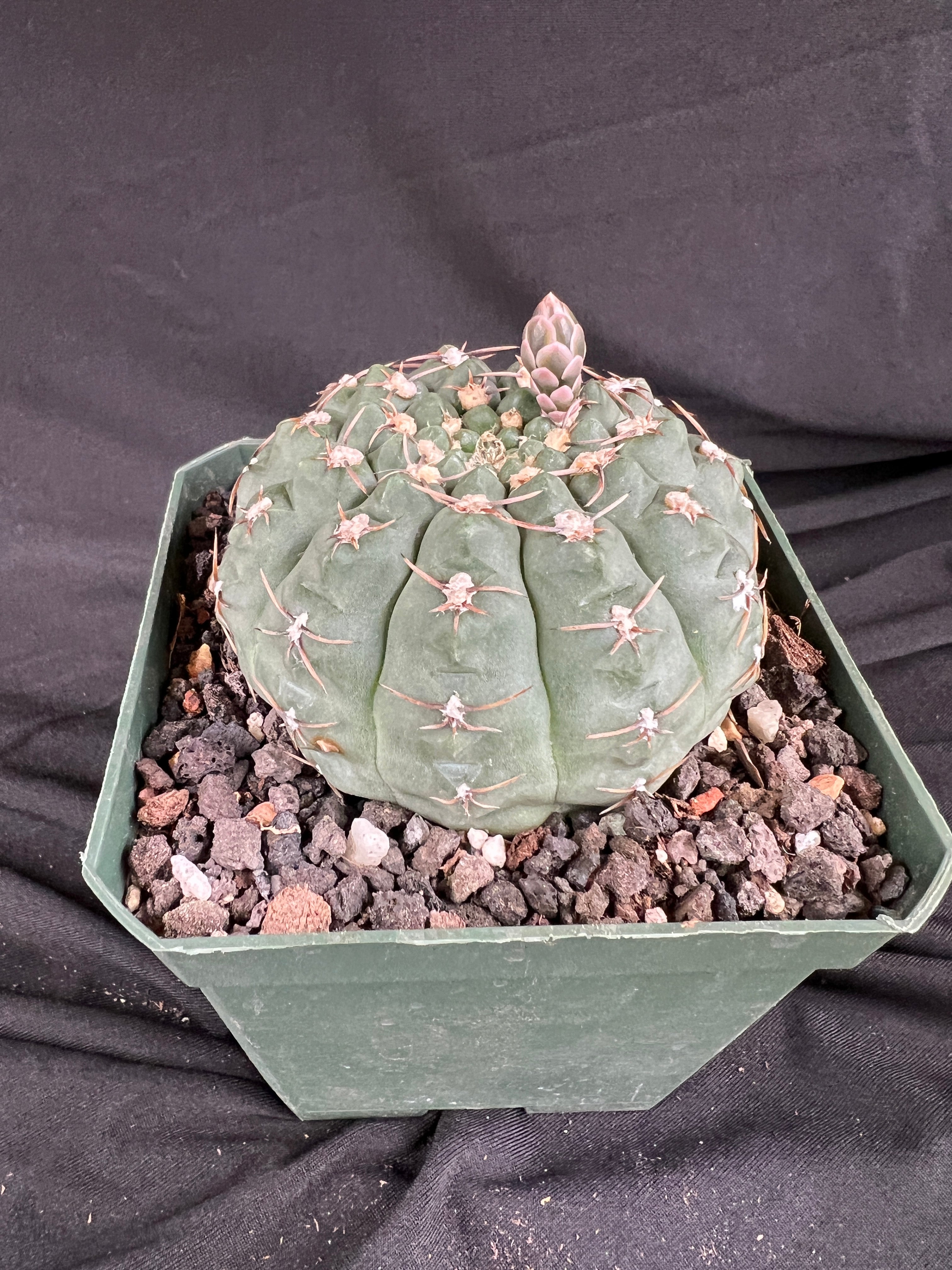 Gymnocalycium Ochoterenae Cactus - 1060
