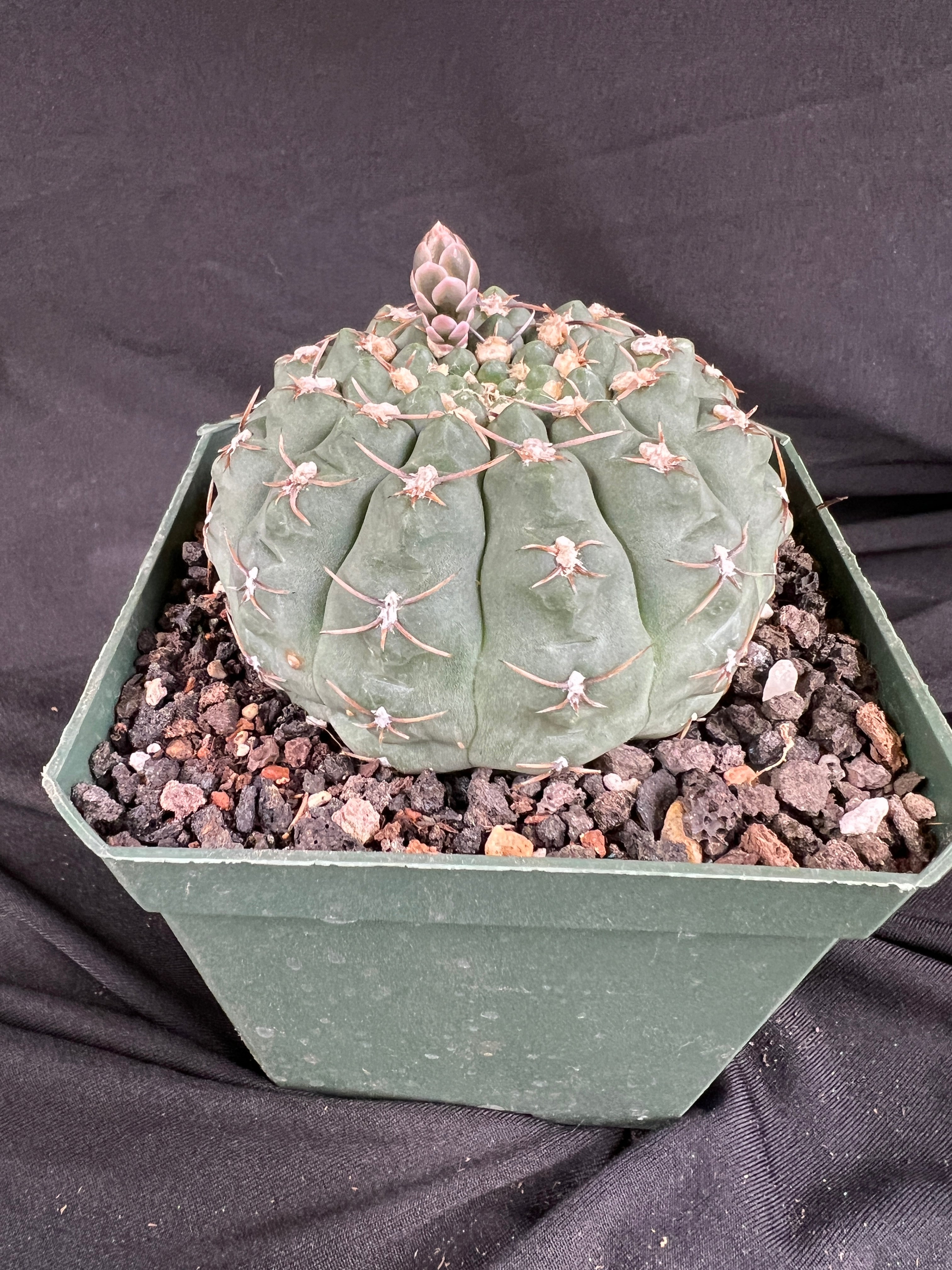 Gymnocalycium Ochoterenae Cactus - 1060