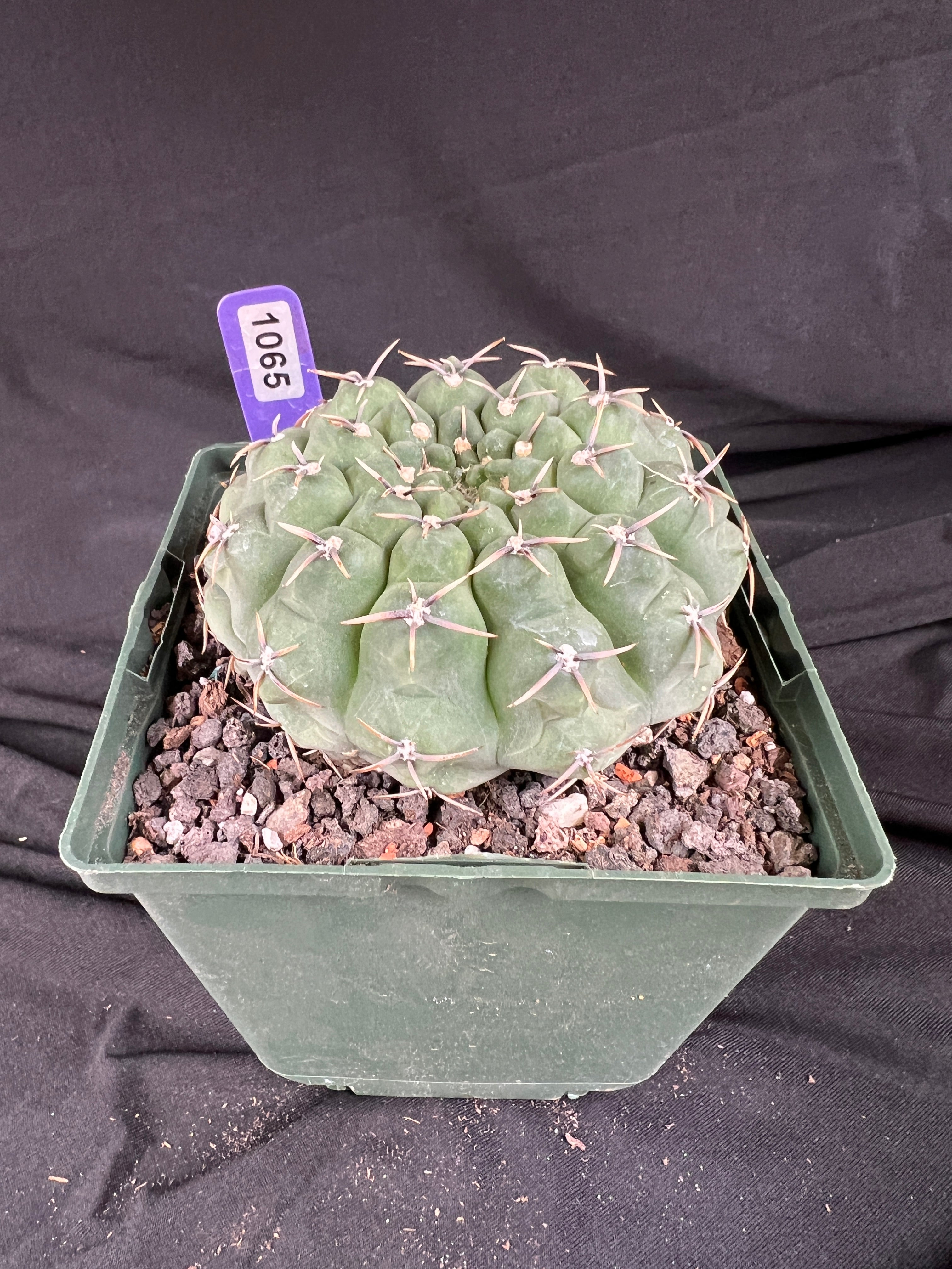 Gymnocalycium Ochoterenae Cactus - 1065