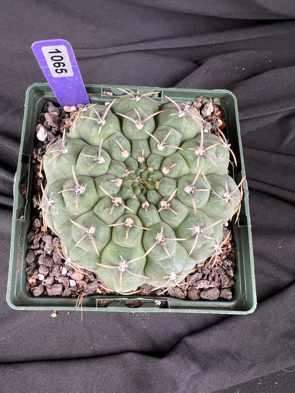 Gymnocalycium Ochoterenae Cactus - 1065