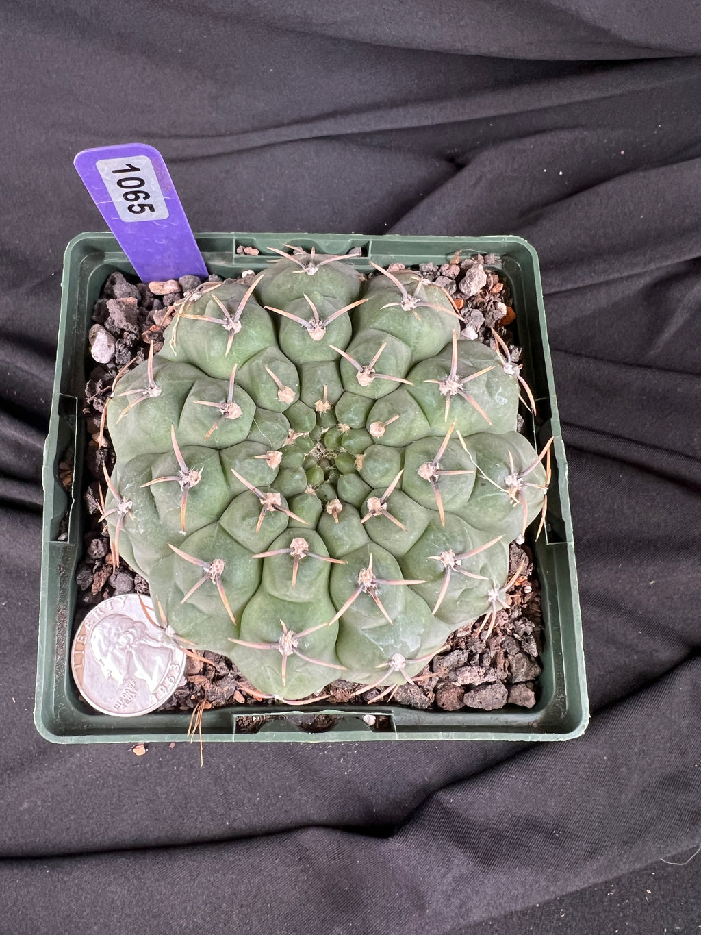 Gymnocalycium Ochoterenae Cactus - 1065