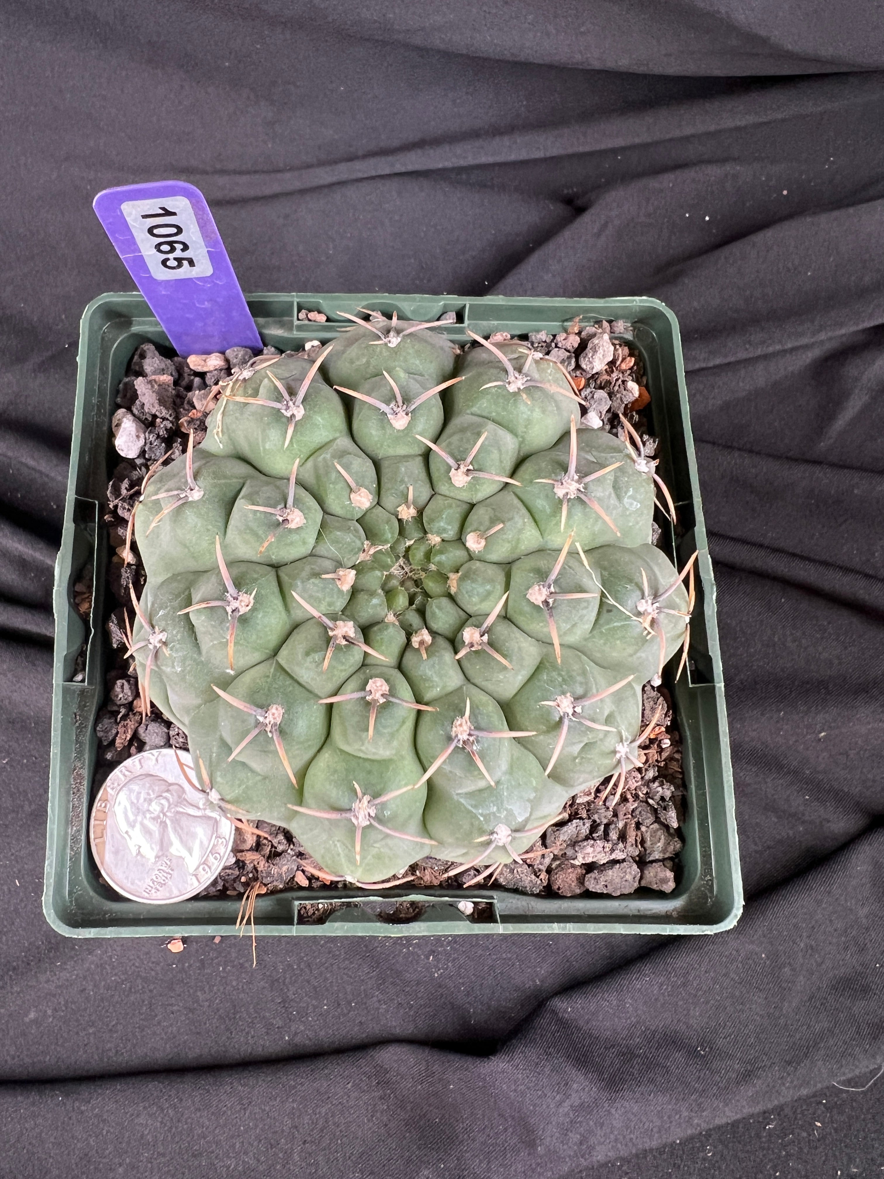 Gymnocalycium Ochoterenae Cactus - 1065