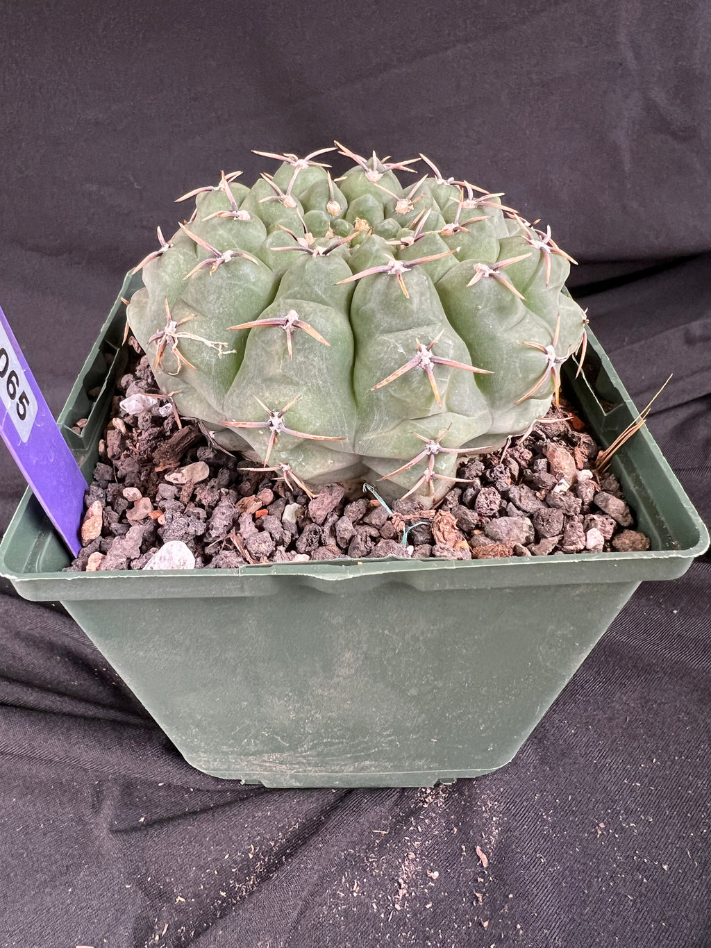 Gymnocalycium Ochoterenae Cactus - 1065