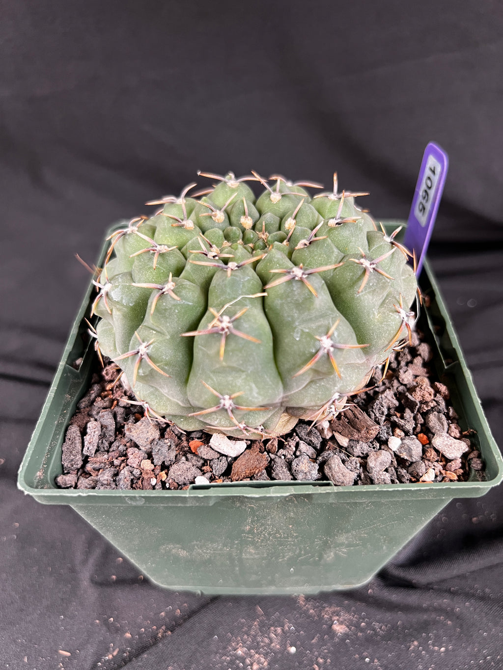 Gymnocalycium Ochoterenae Cactus - 1065