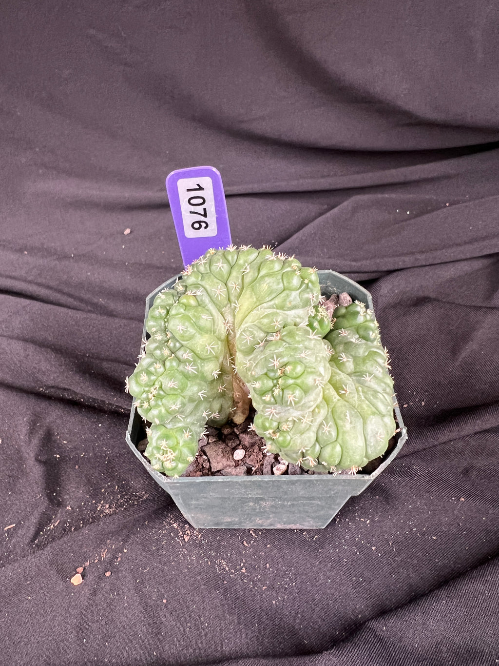 Coryphantha Elephantidens cv. Tanshi Crested cactus - 1076