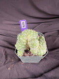 Coryphantha Elephantidens cv. Tanshi Crested cactus - 1076