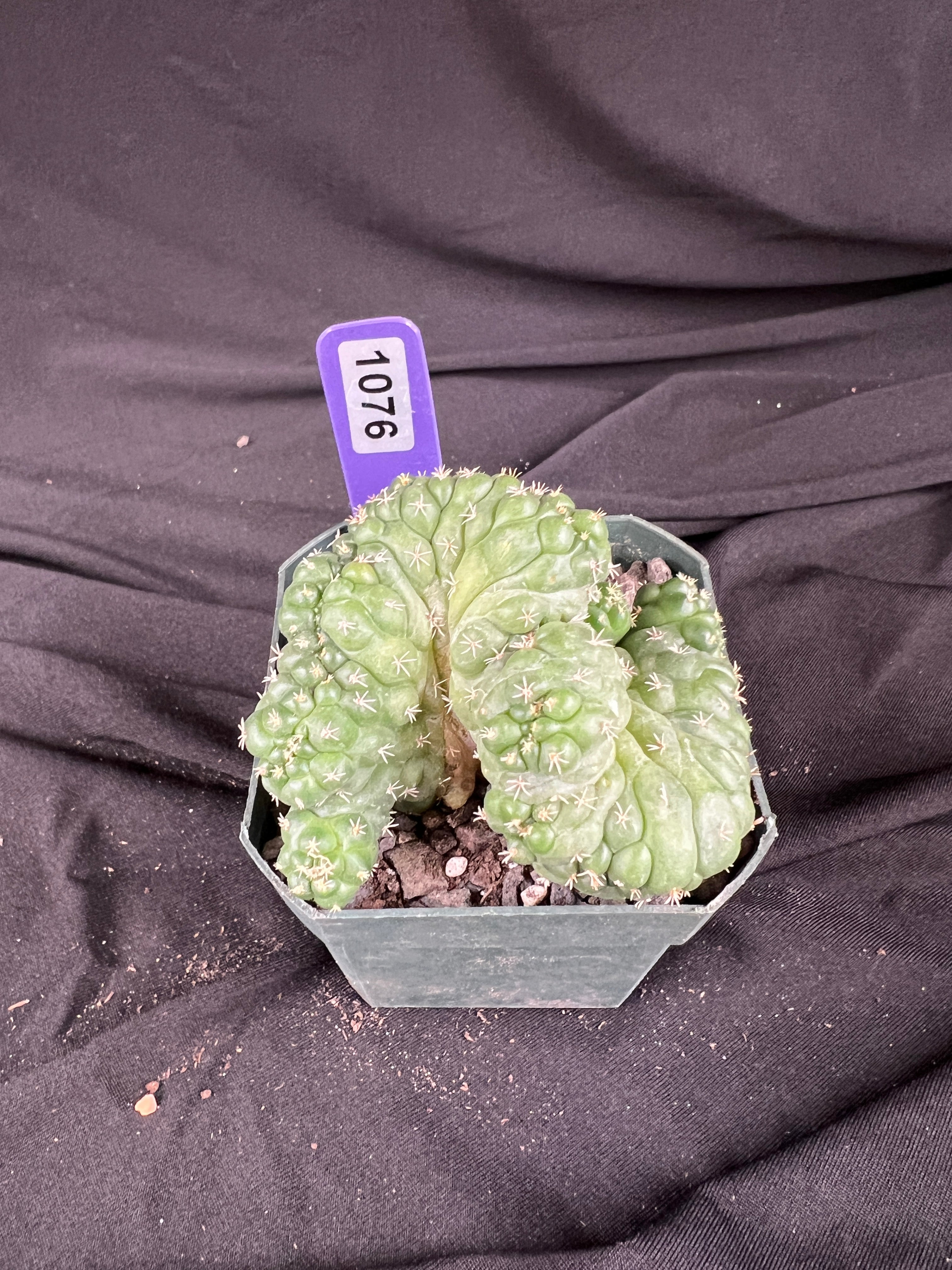 Coryphantha Elephantidens cv. Tanshi Crested cactus - 1076