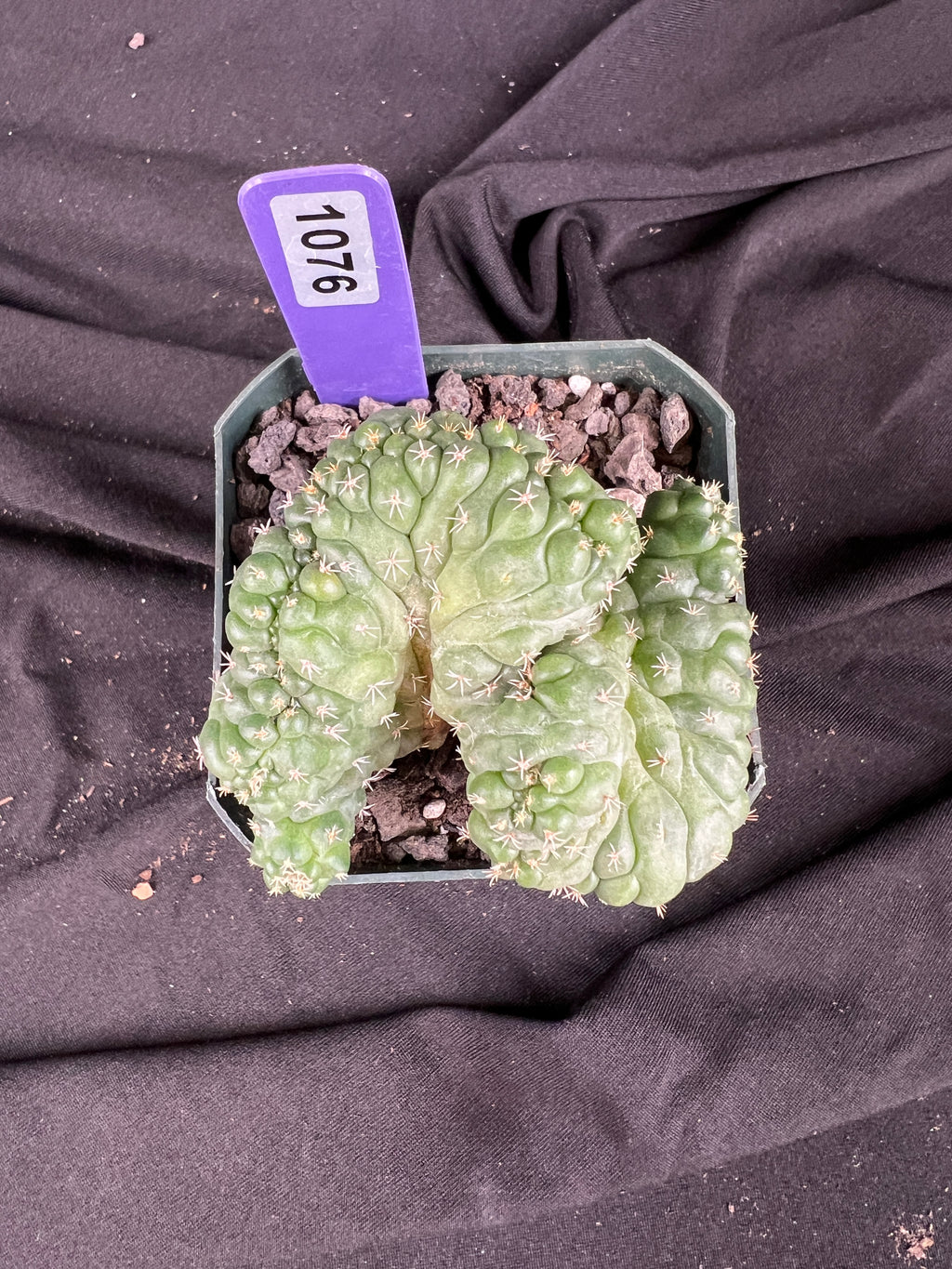 Coryphantha Elephantidens cv. Tanshi Crested cactus - 1076