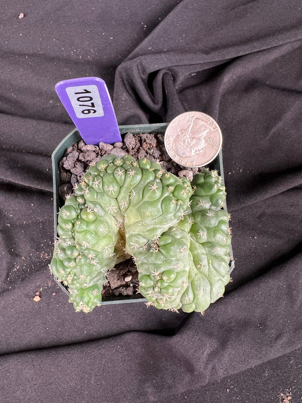 Coryphantha Elephantidens cv. Tanshi Crested cactus - 1076
