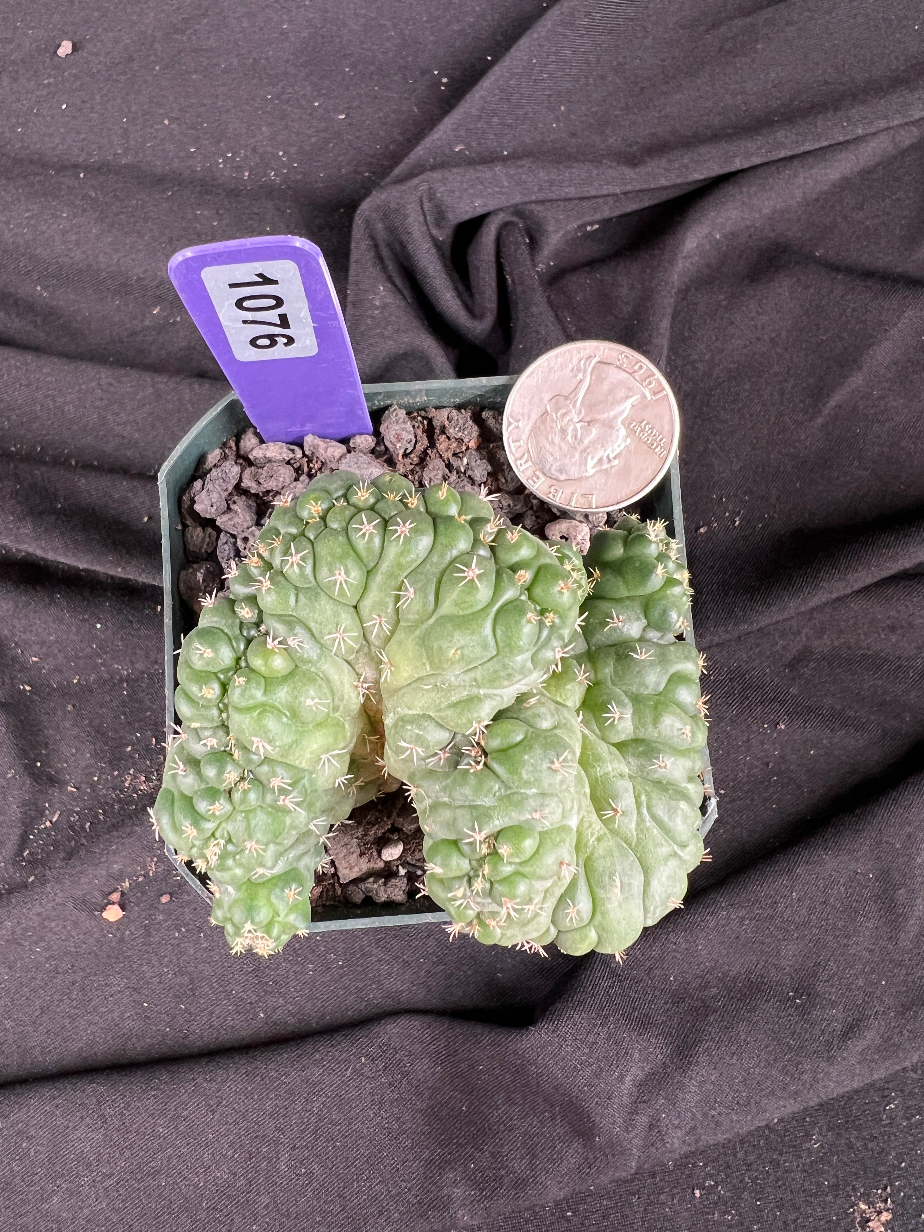 Coryphantha Elephantidens cv. Tanshi Crested cactus - 1076