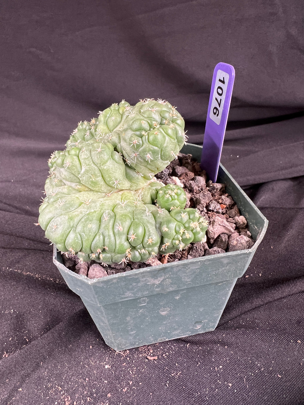 Coryphantha Elephantidens cv. Tanshi Crested cactus - 1076