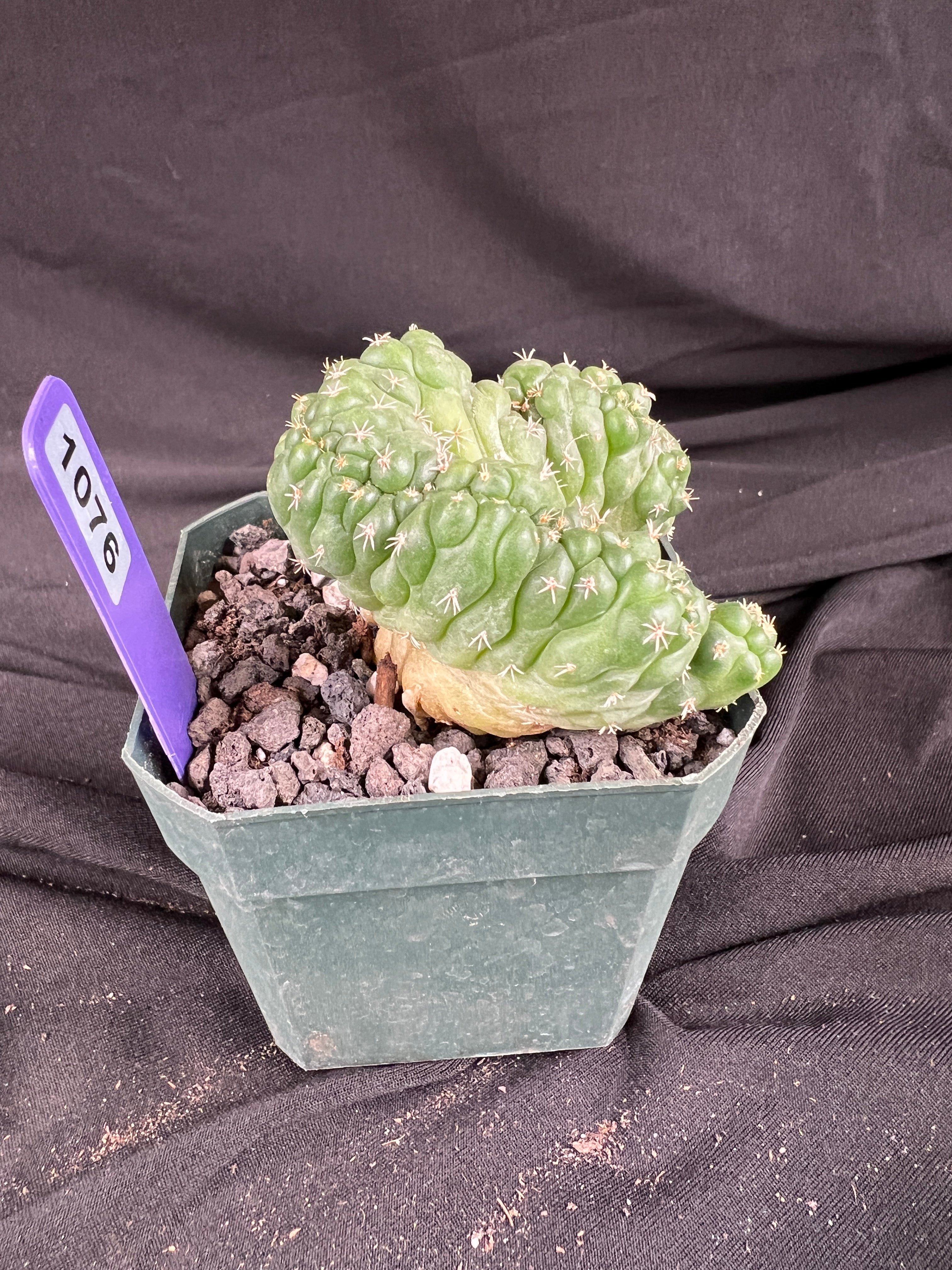 Coryphantha Elephantidens cv. Tanshi Crested cactus - 1076