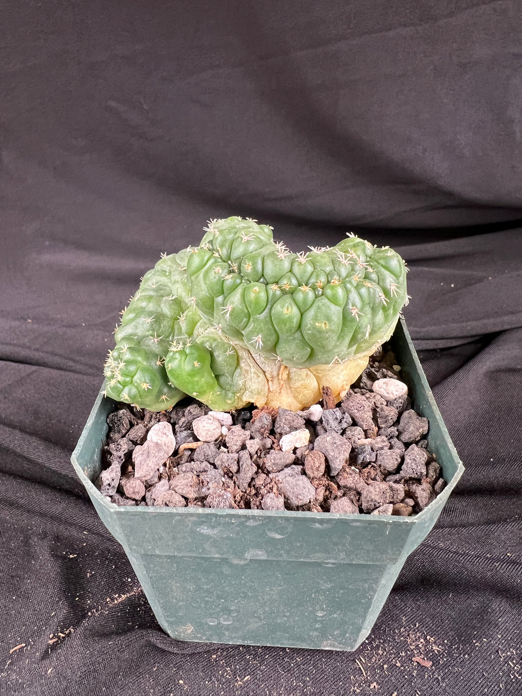 Coryphantha Elephantidens cv. Tanshi Crested cactus - 1076