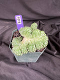 Coryphantha Elephantidens cv. Tanshi Crested cactus - 1078