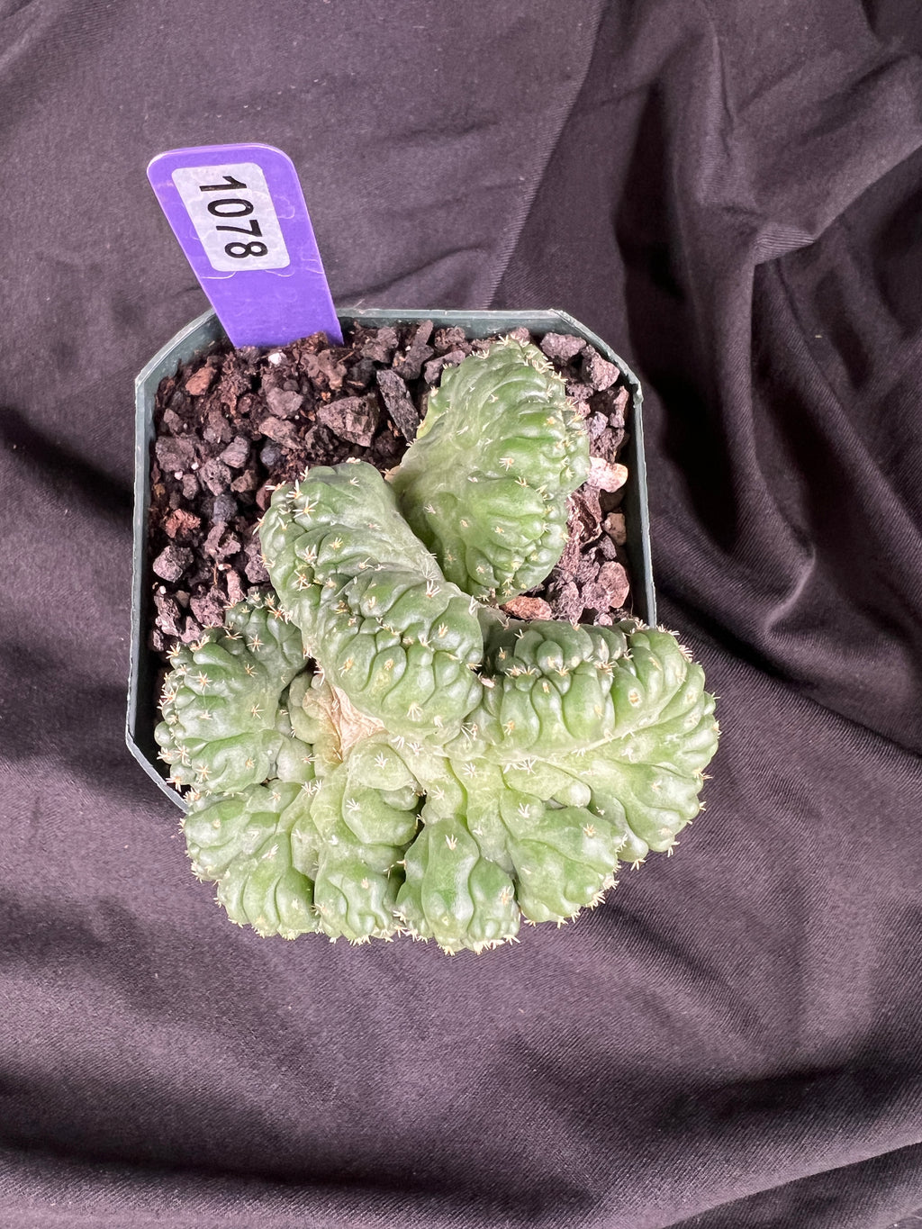 Coryphantha Elephantidens cv. Tanshi Crested cactus - 1078
