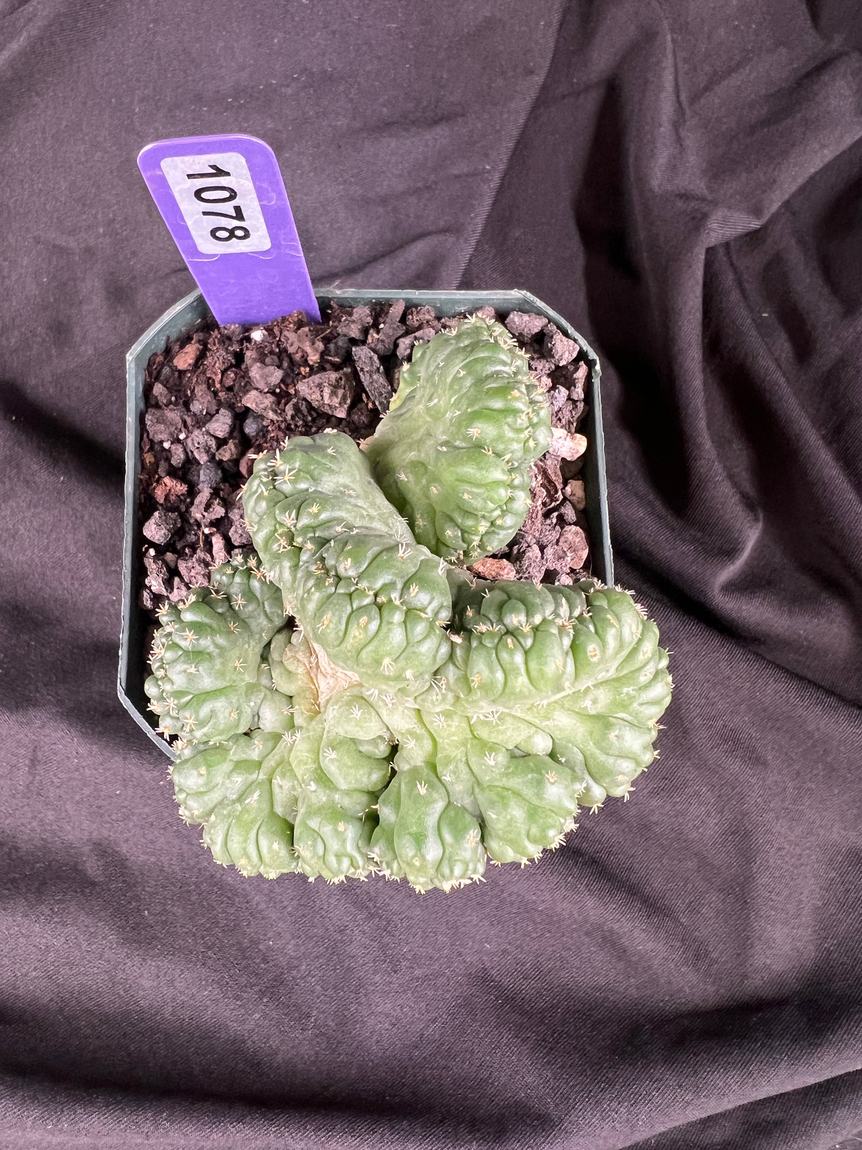 Coryphantha Elephantidens cv. Tanshi Crested cactus - 1078