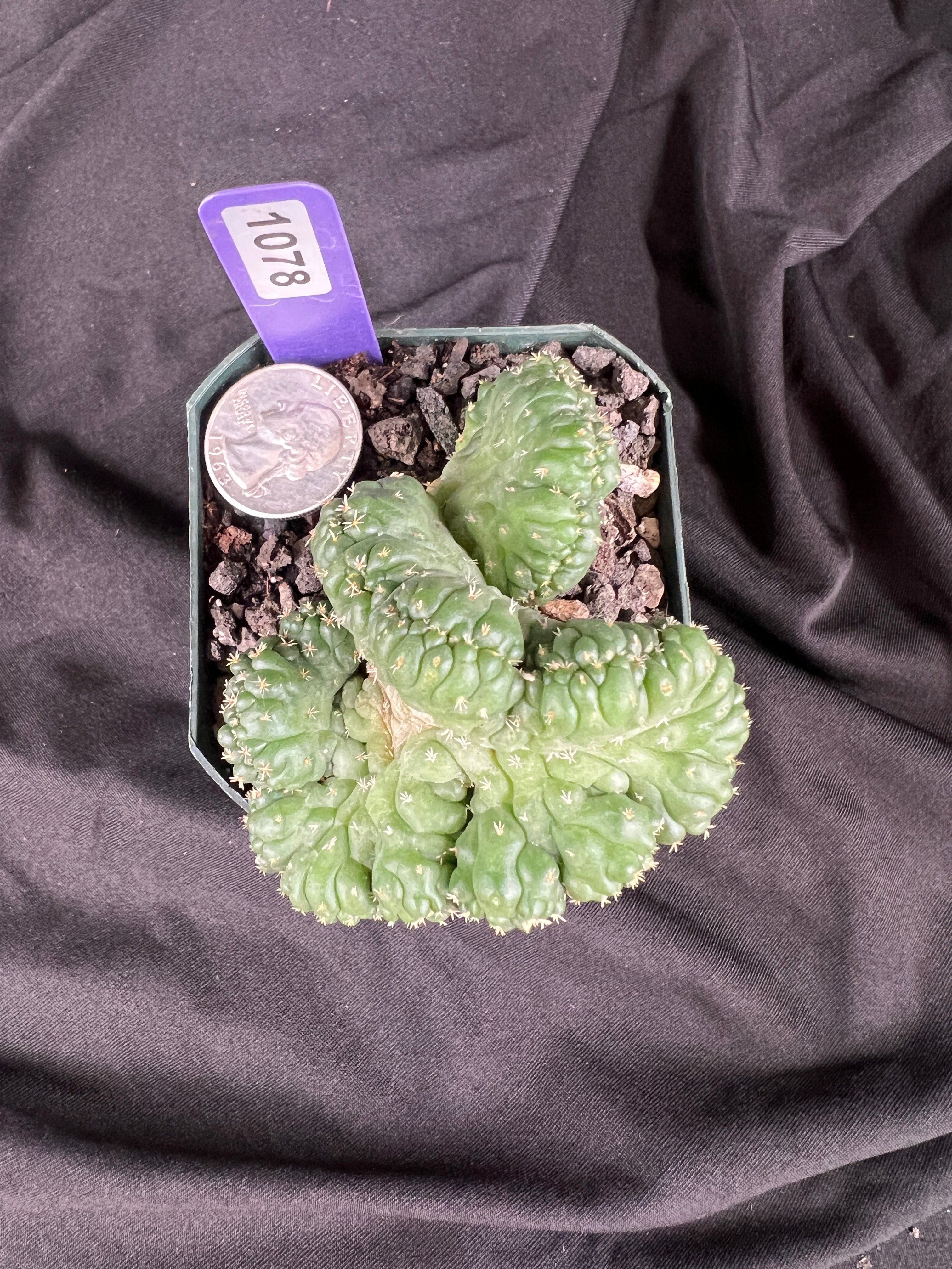 Coryphantha Elephantidens cv. Tanshi Crested cactus - 1078
