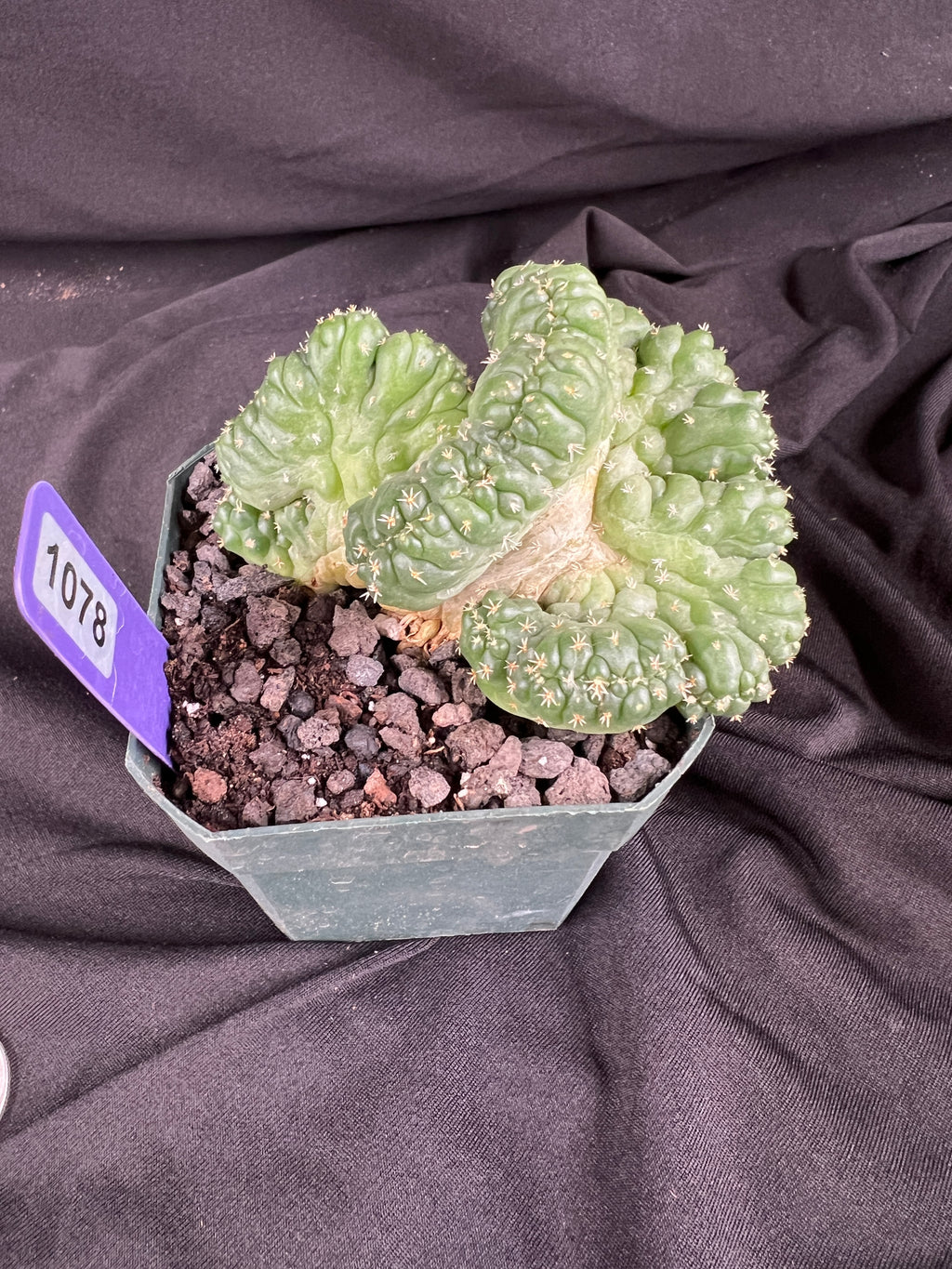 Coryphantha Elephantidens cv. Tanshi Crested cactus - 1078