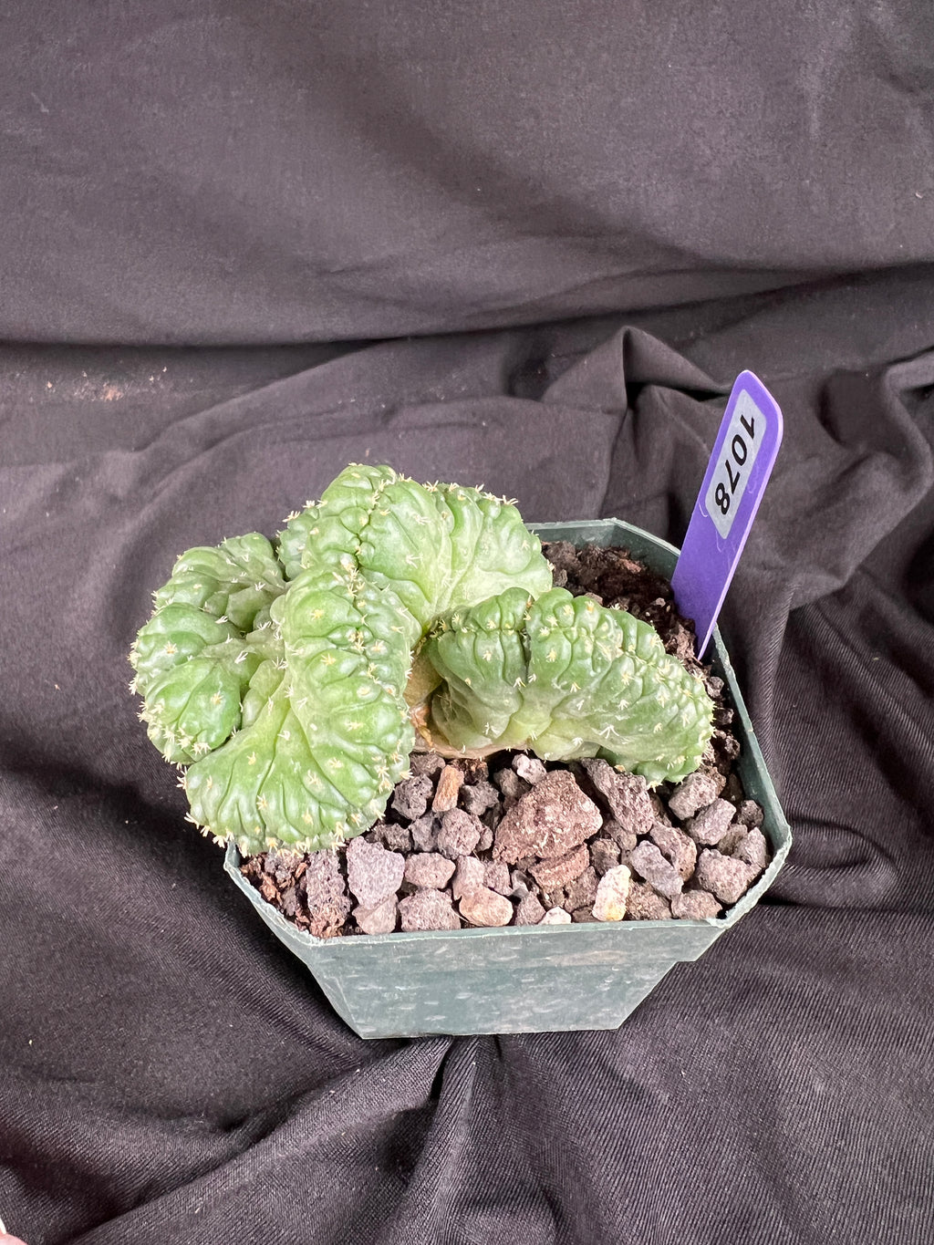 Coryphantha Elephantidens cv. Tanshi Crested cactus - 1078
