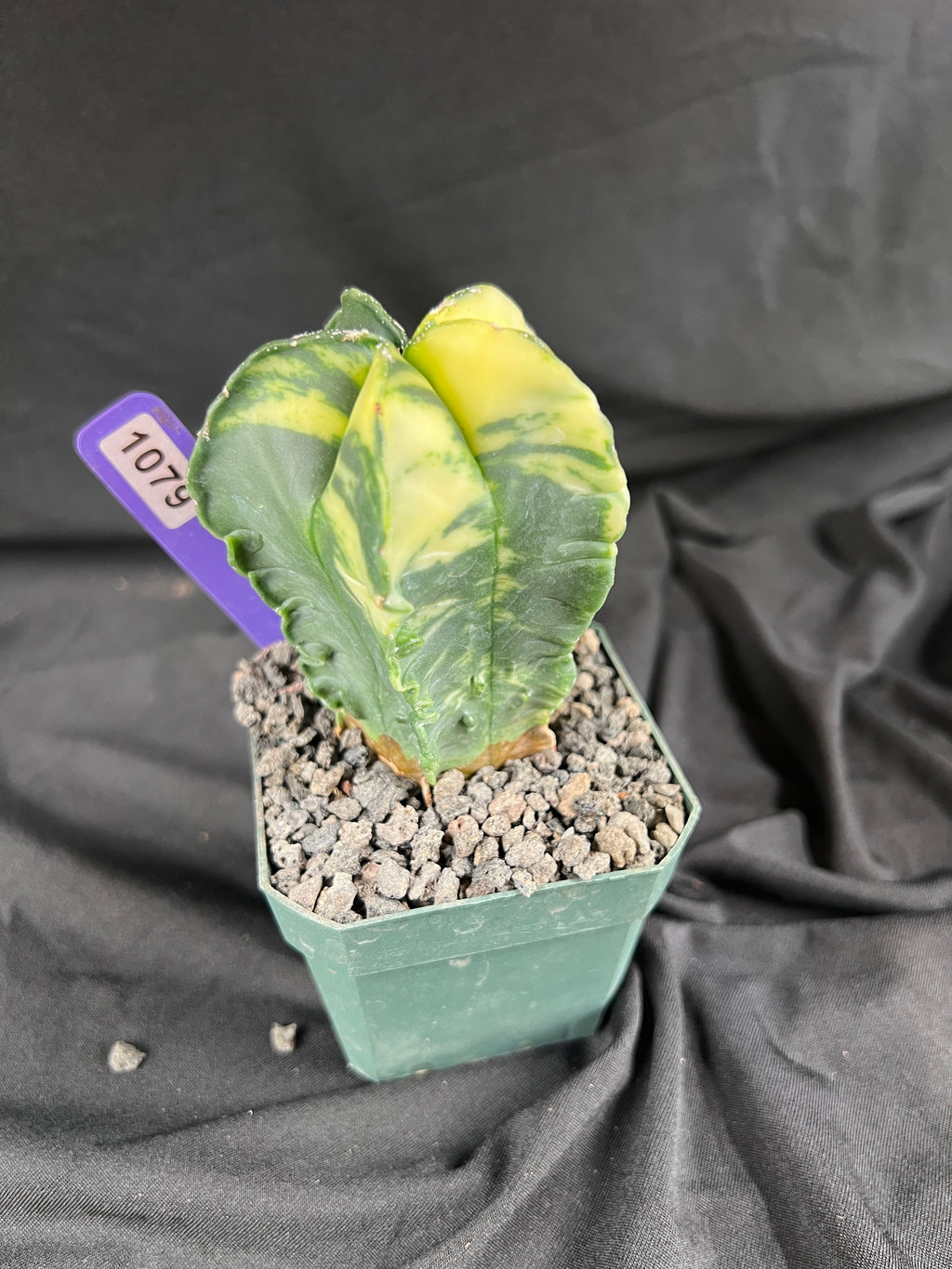 Astrophytum Myriostigma Variegated cactus - 1079