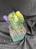 Astrophytum Myriostigma Variegated cactus - 1079