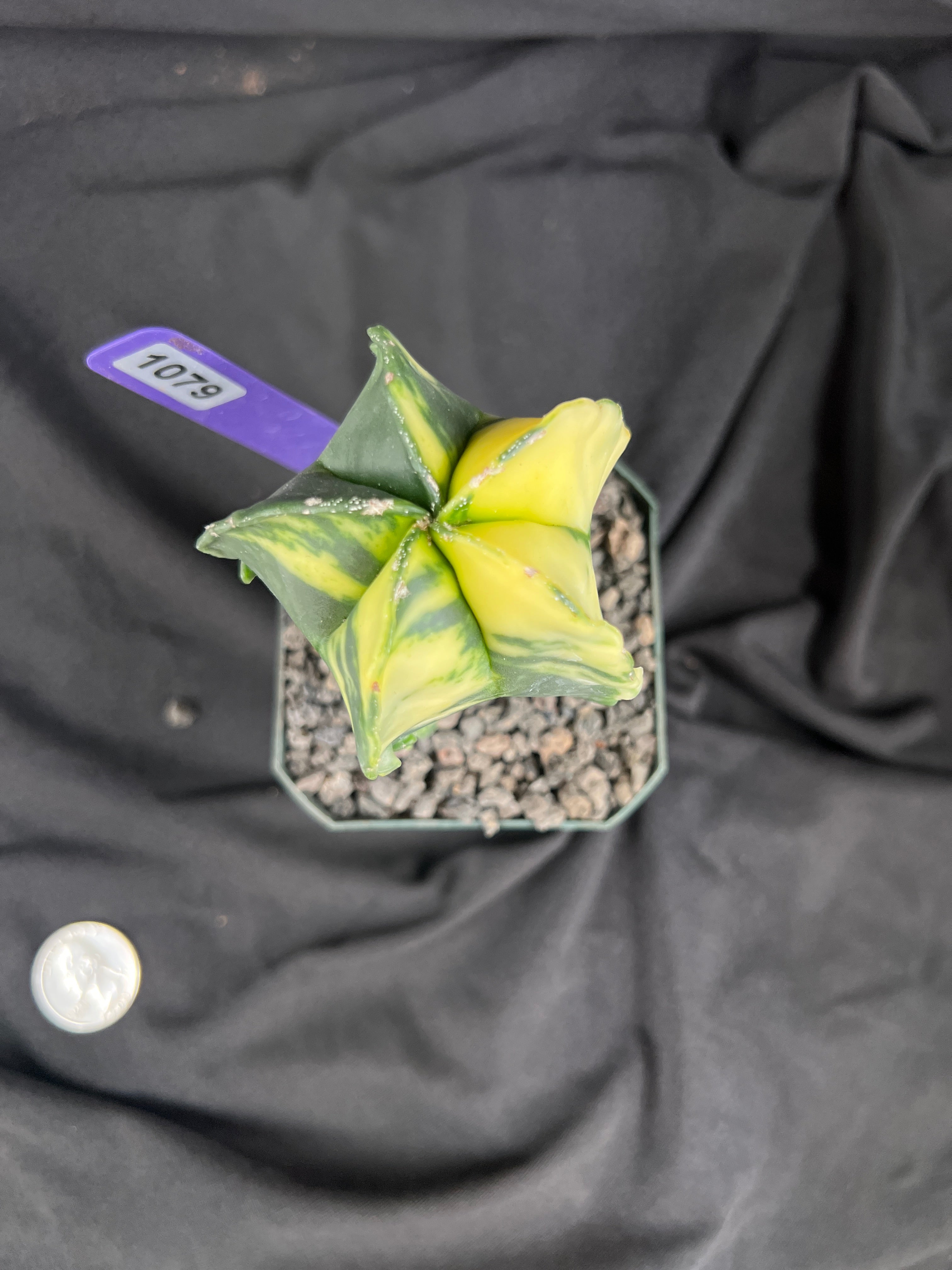 Astrophytum Myriostigma Variegated cactus - 1079