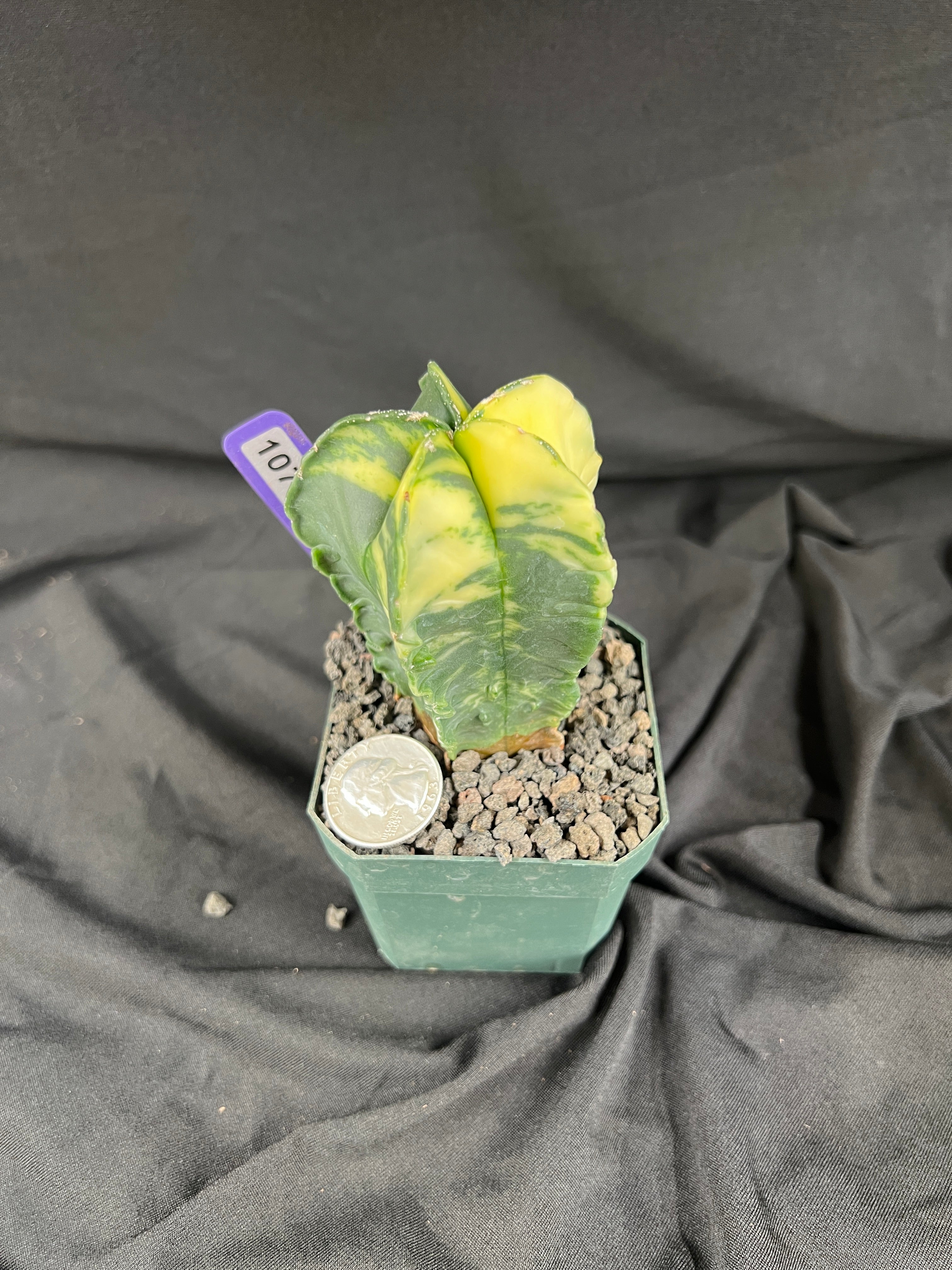 Astrophytum Myriostigma Variegated cactus - 1079