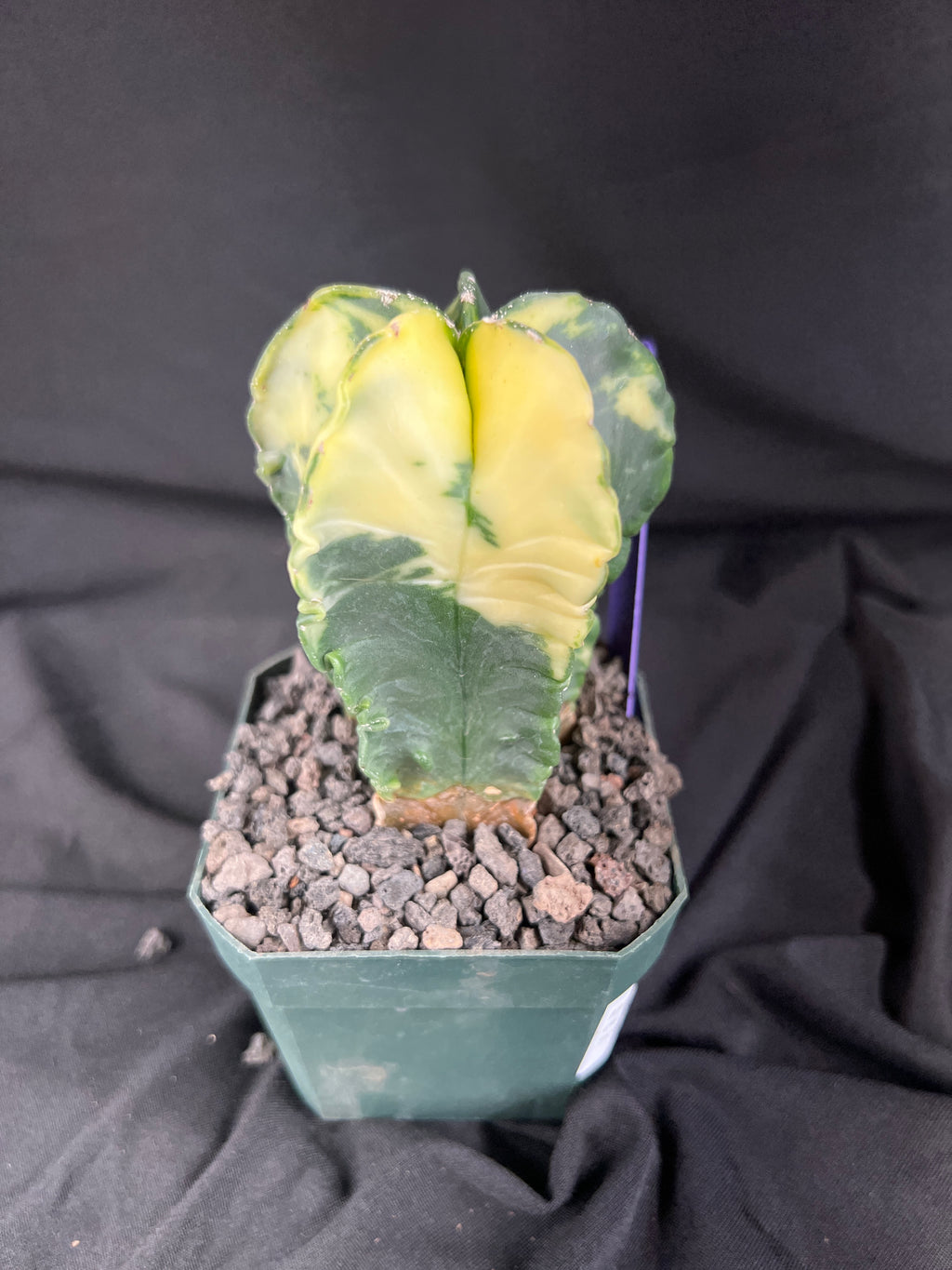 Astrophytum Myriostigma Variegated cactus - 1079
