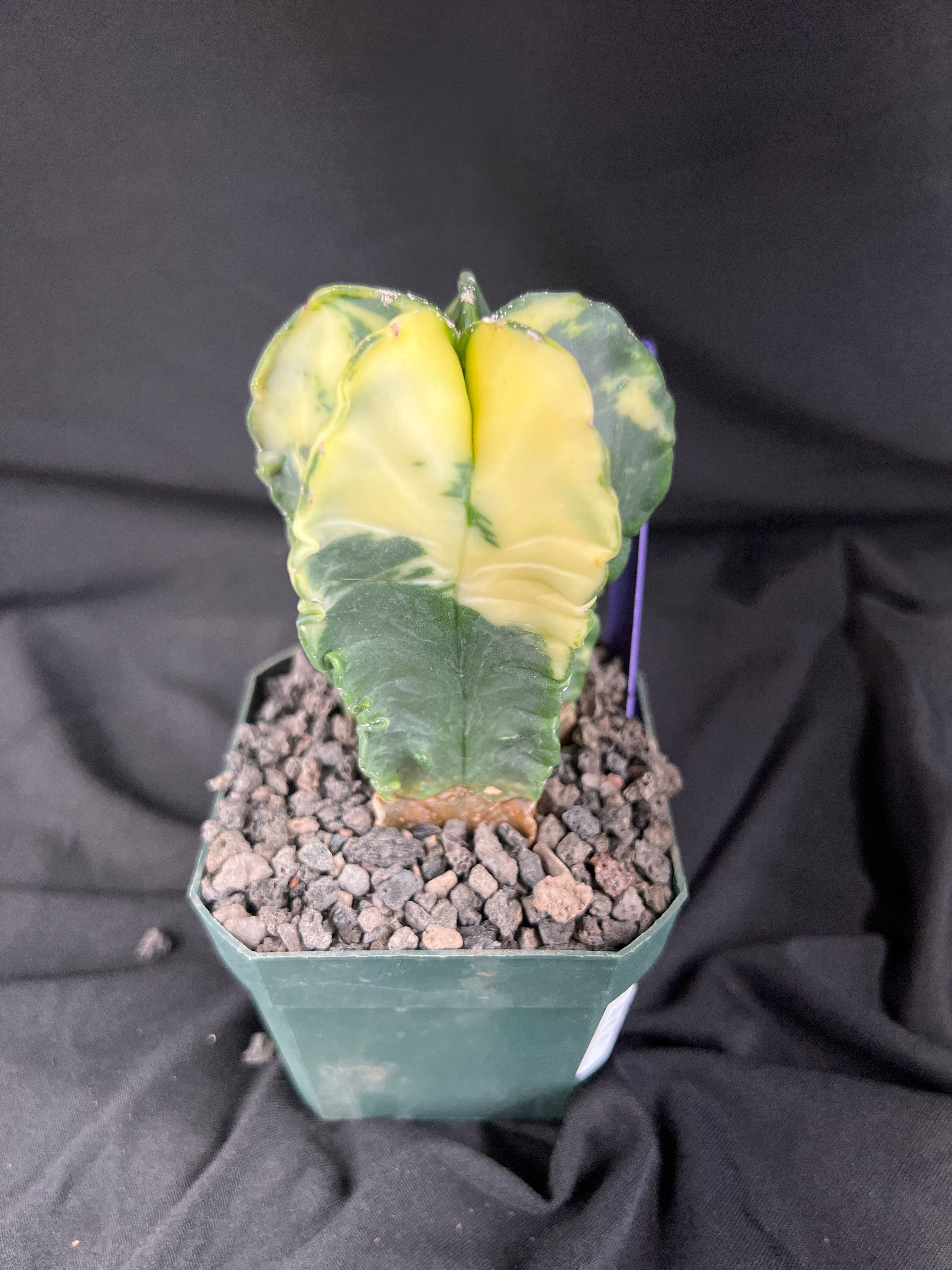 Astrophytum Myriostigma Variegated cactus - 1079