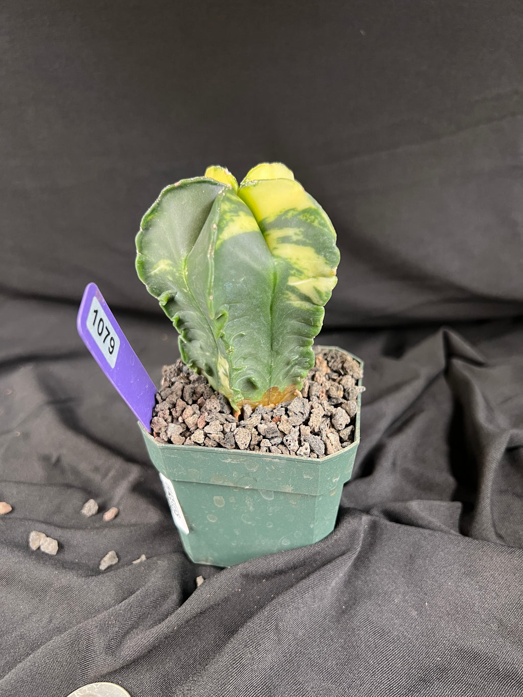 Astrophytum Myriostigma Variegated cactus - 1079